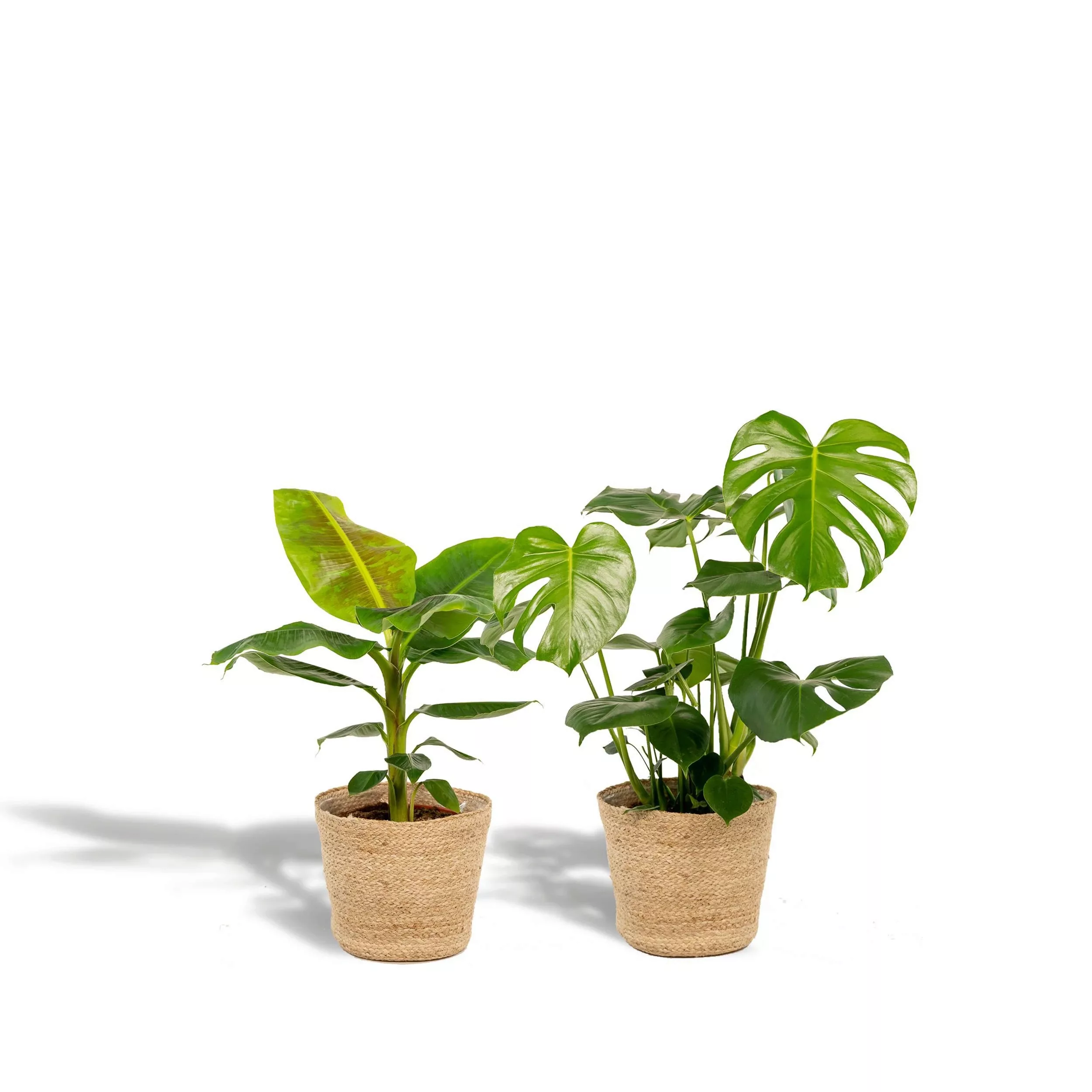 Hello Plants | Set mit 2 Zimmerpflanzen im Korb – Monstera & Bananenpflanze günstig online kaufen