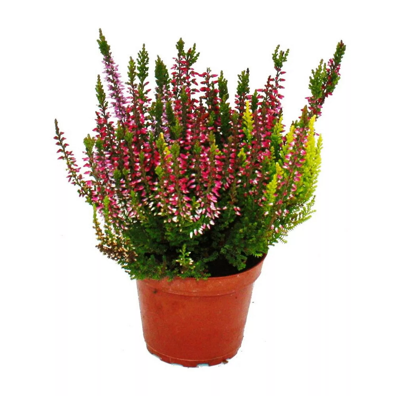 Exotenherz Mehrfarbige Calluna Vulgaris Set mit 3 Pflanzen Besenheide Heide günstig online kaufen