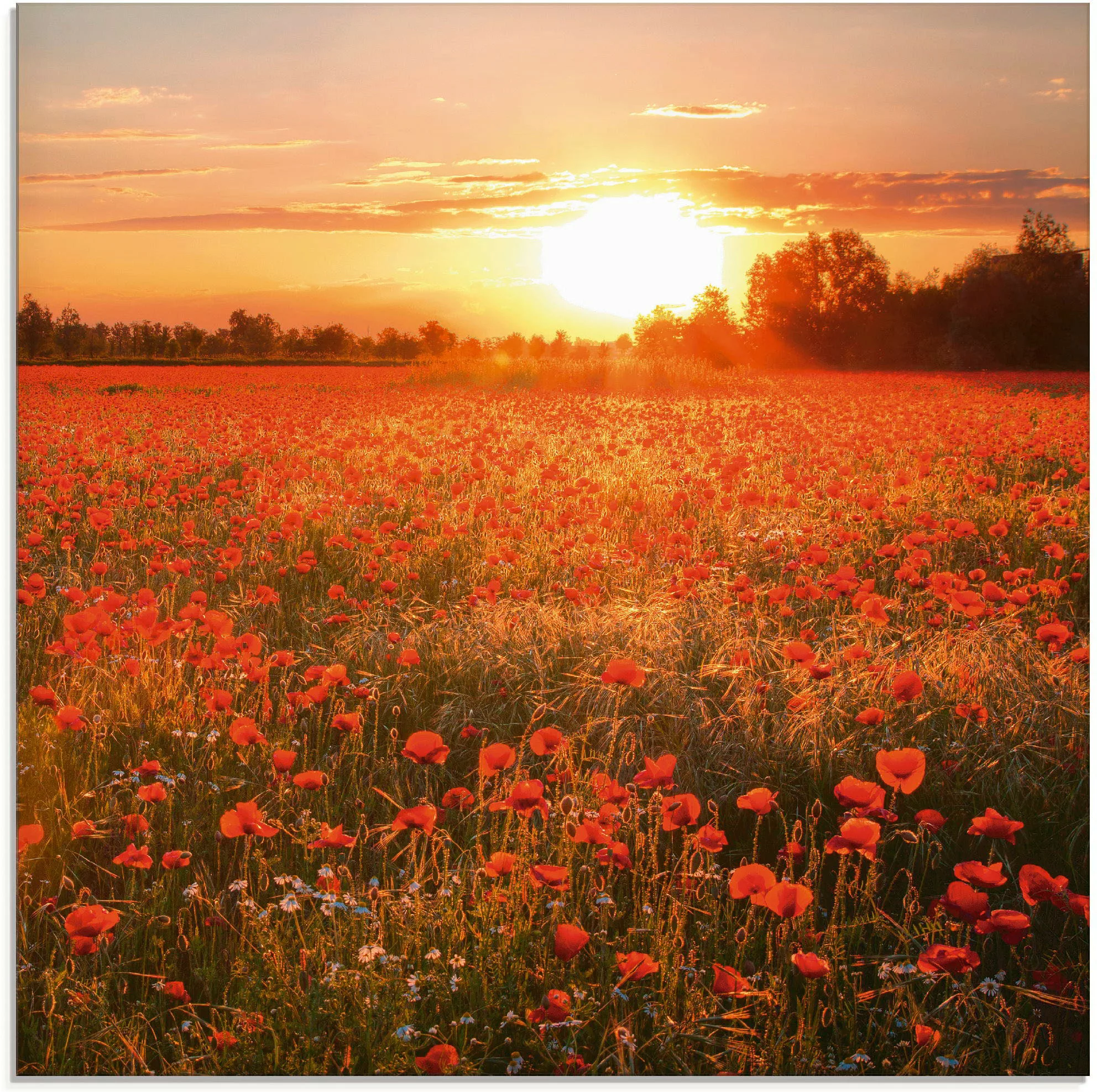 Artland Glasbild "Mohnblumenfeld bei Sonnenuntergang", Blumen, (1 St.), in günstig online kaufen