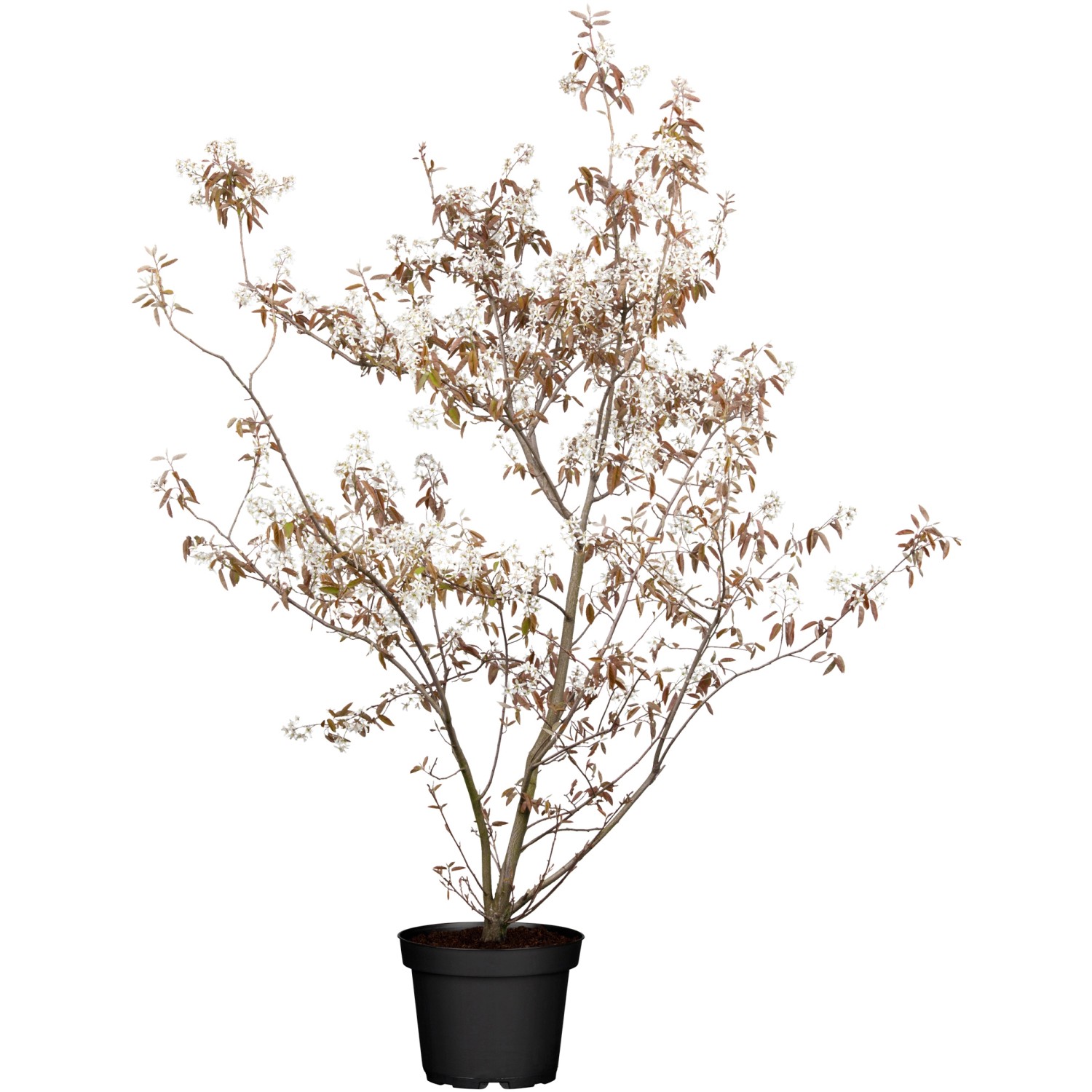 GROW by OBI Felsenbirne Weiß ca. 50-60 cm Topf ca. 3,5 l Amelanchier günstig online kaufen