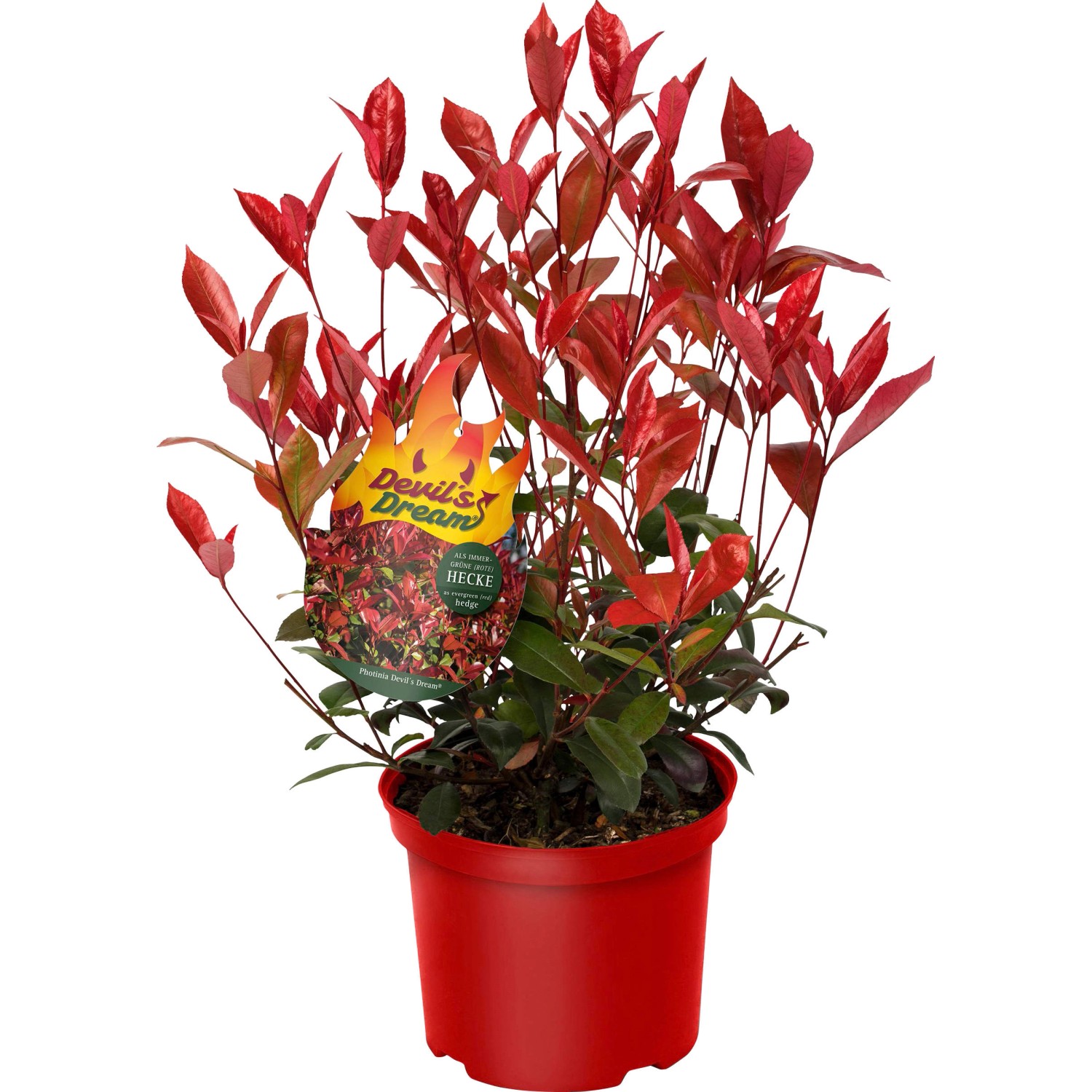 GROW by OBI Glanzmispel Devil´s Dream Höhe ca. 30-40 cm Topf ca. 3,4 l Phot günstig online kaufen