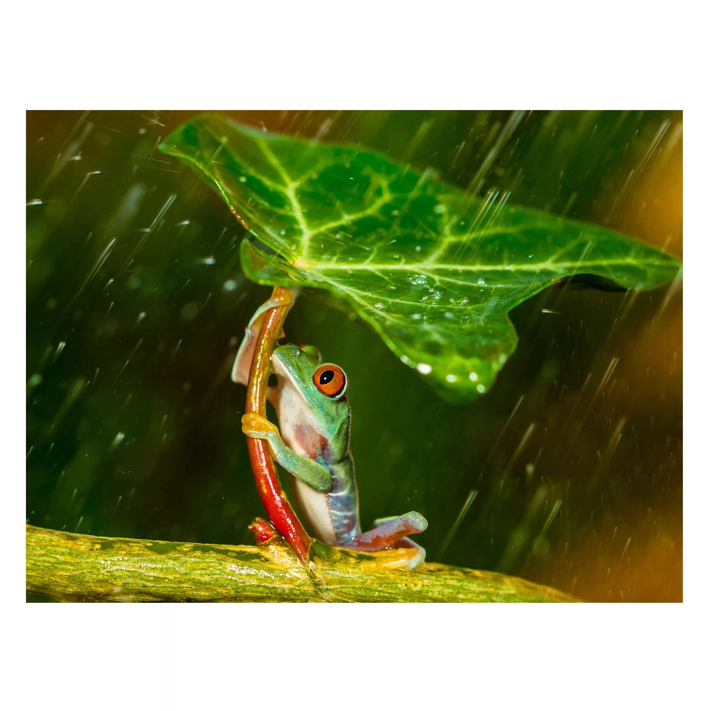 Magnettafel Tiere - Querformat 4:3 Ein Frosch im Regen günstig online kaufen