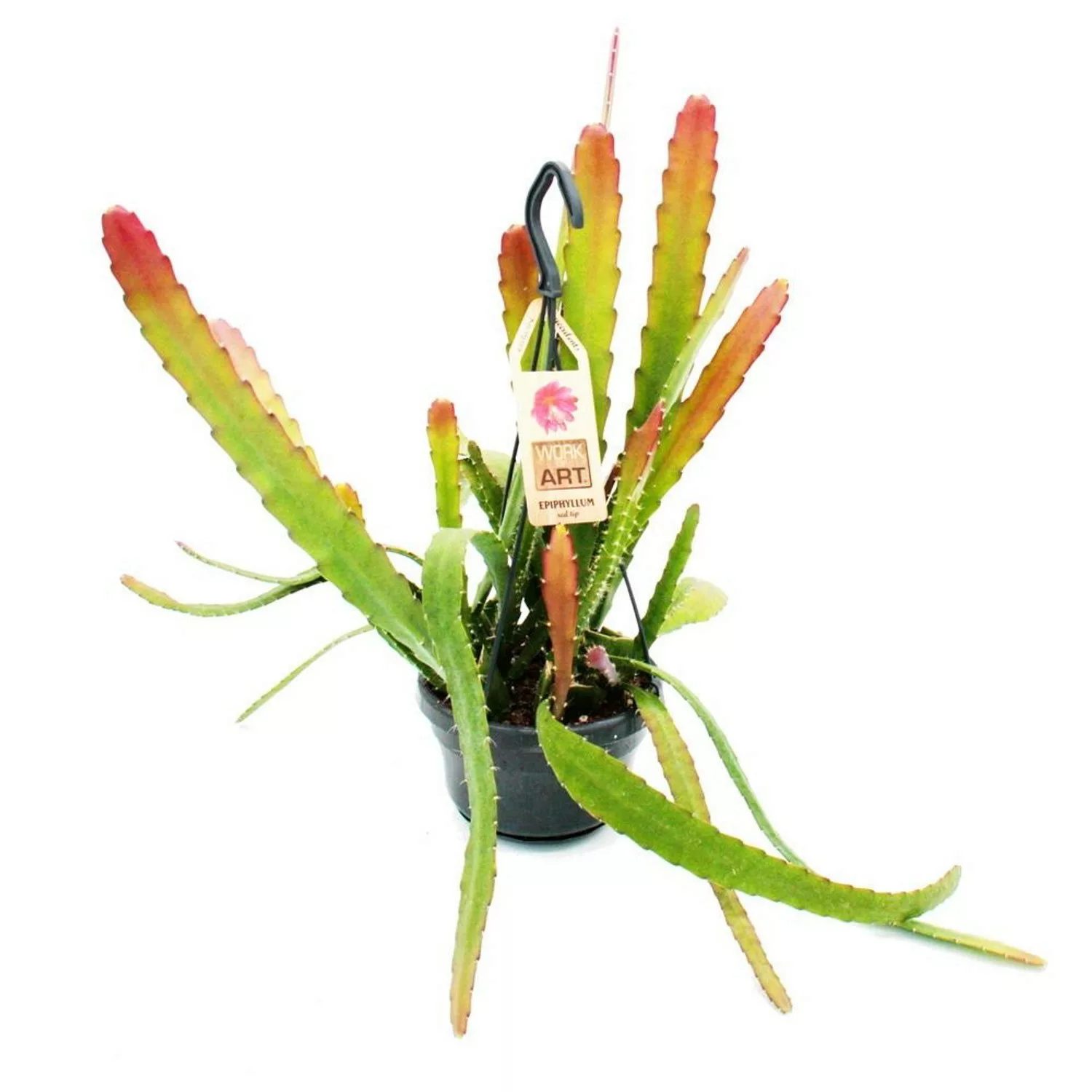 Exotenherz Epiphyllum Anguliger Red Tip Schwert-Kaktus Krokodilschwanz-Kakt günstig online kaufen