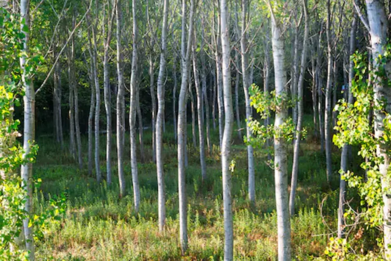 Papermoon Fototapete »Birkenwald« günstig online kaufen
