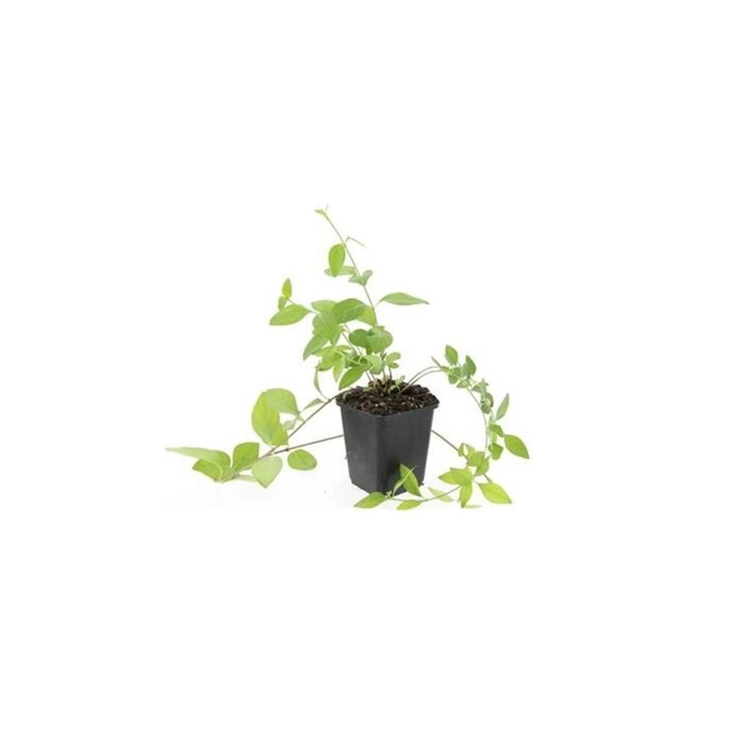 Exotenherz Bodendecker Großblättriges Immergrün Vinca Major Alba 9cm Topf S günstig online kaufen