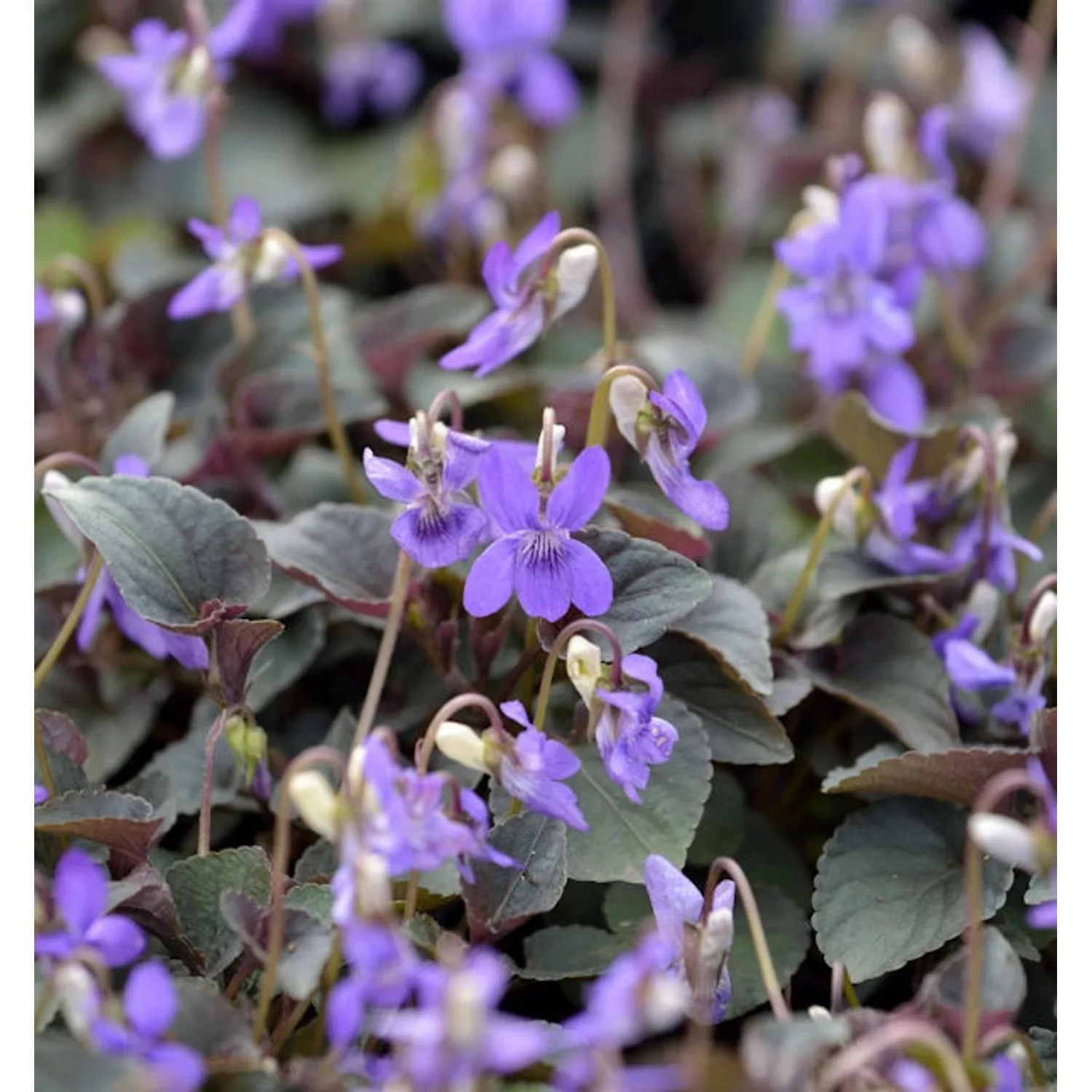 Grönland Veilchen - Viola labradorica günstig online kaufen