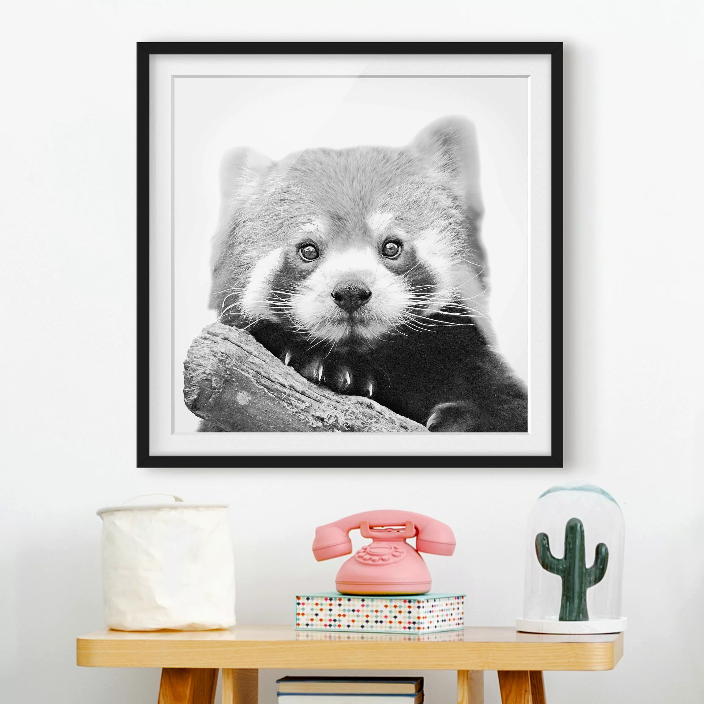 Bild mit Rahmen Roter Panda in Schwarz-weiß günstig online kaufen