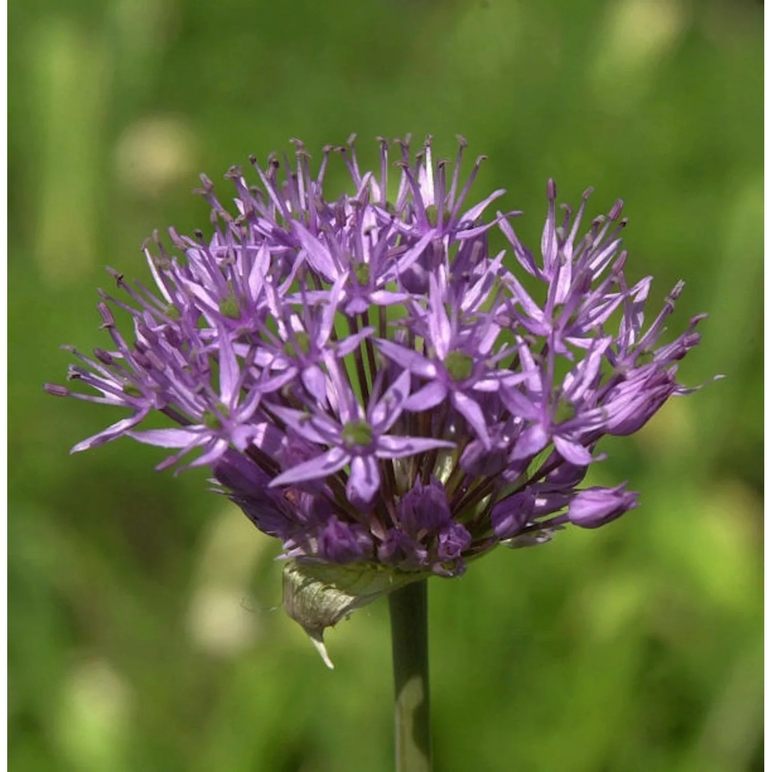 Granat Kugellauch - Allium atropurpureum günstig online kaufen