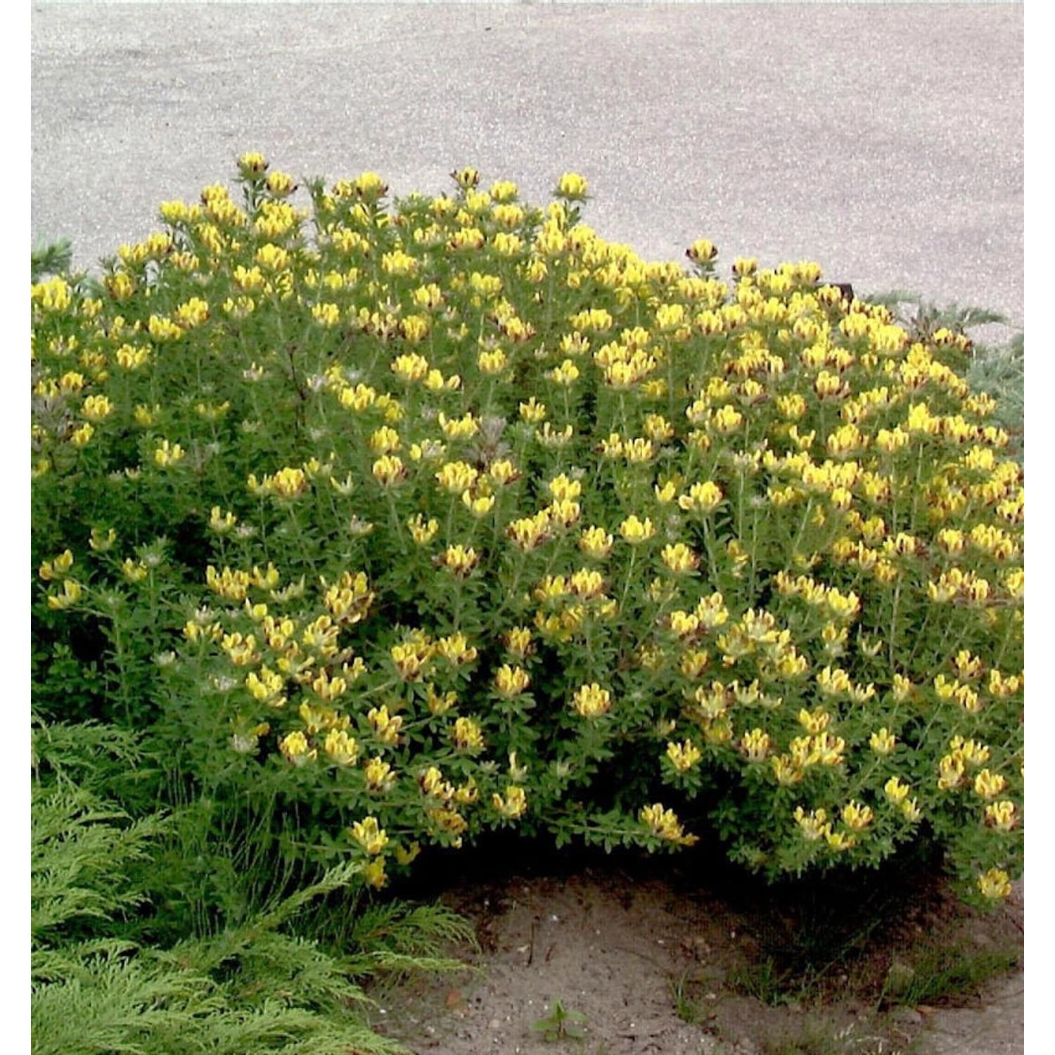 Geißklee 20-30cm - Cytisus oromediterraneus günstig online kaufen