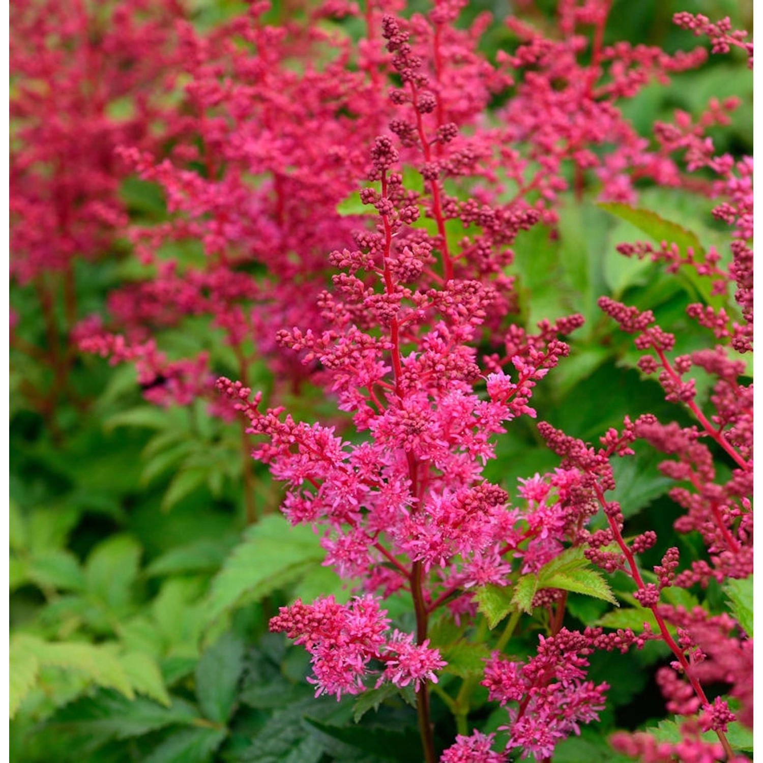 Prachtspiere Visions in Red - Astilbe arendsii günstig online kaufen