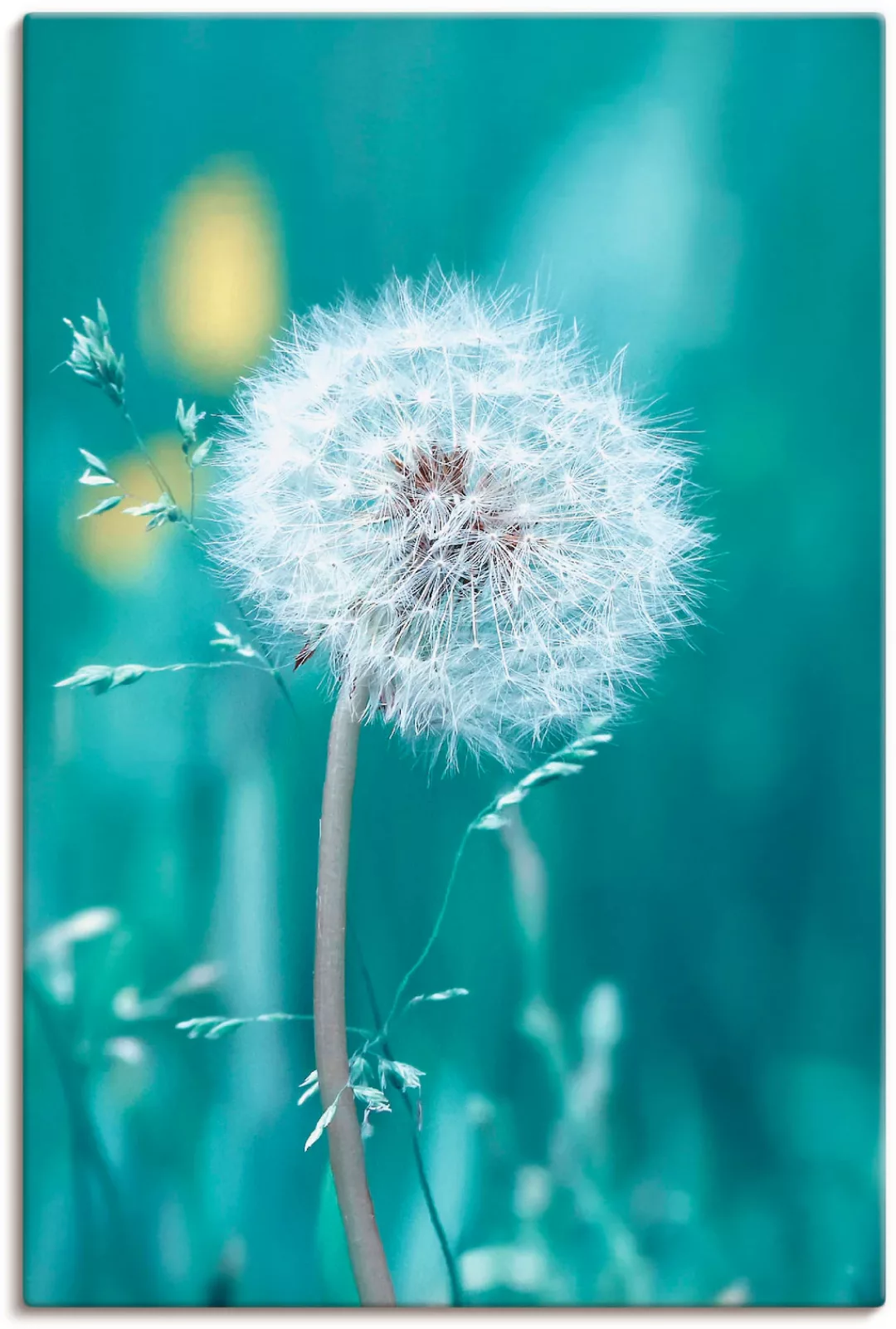 Artland Wandbild »Pusteblume«, Blumen, (1 St.) günstig online kaufen