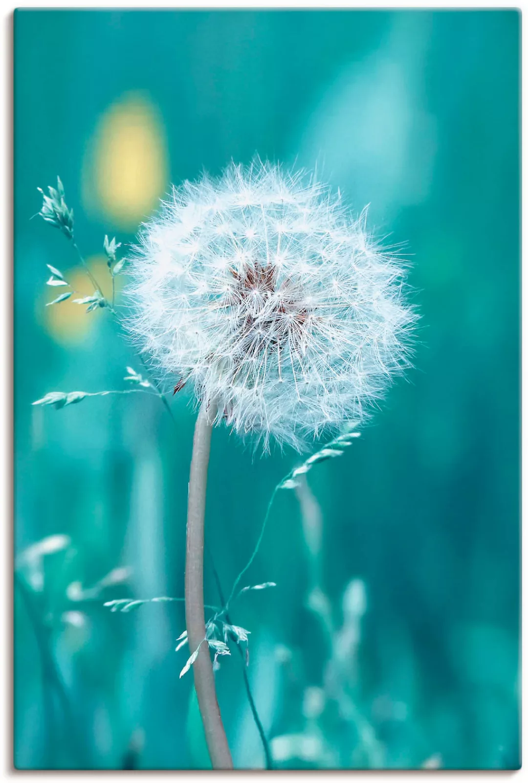 Artland Wandbild "Pusteblume", Blumen, (1 St.), als Leinwandbild, Poster, W günstig online kaufen