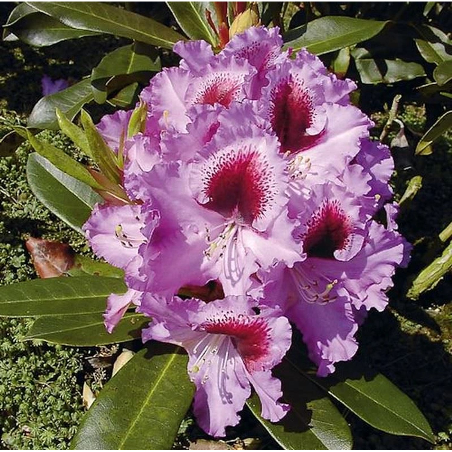 INKARHO - Großblumige Rhododendron Kabarett 25-30cm - Alpenrose günstig online kaufen