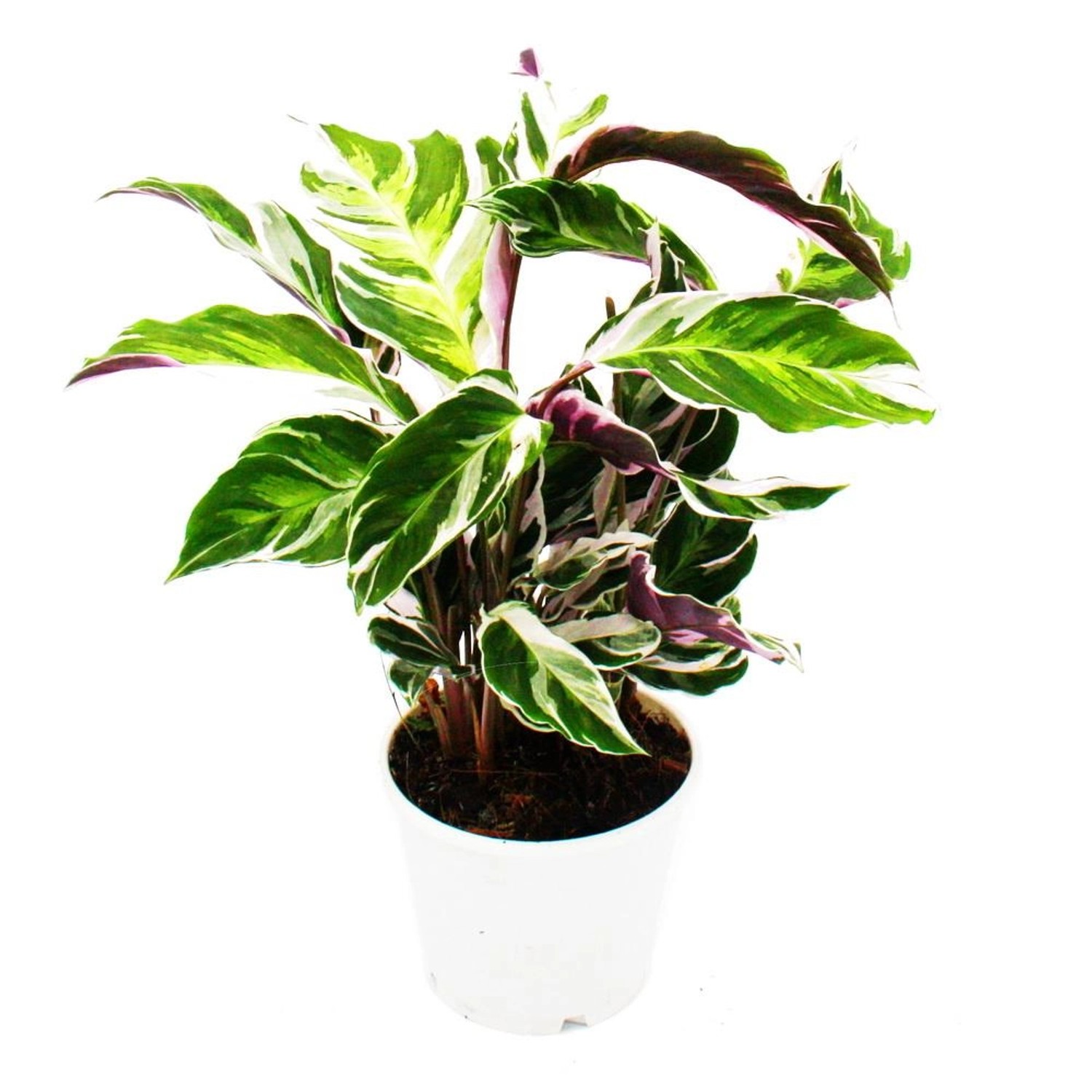 Exotenherz Schattenpflanze mit Ausgefallenem Blattmuster Calathea Fusion Wh günstig online kaufen