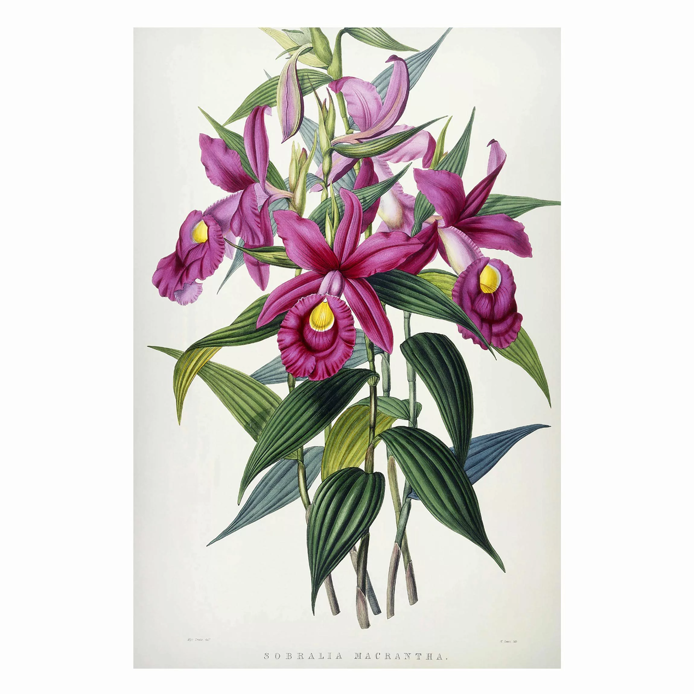 Magnettafel Blumen - Hochformat 2:3 Maxim Gauci - Orchidee I günstig online kaufen