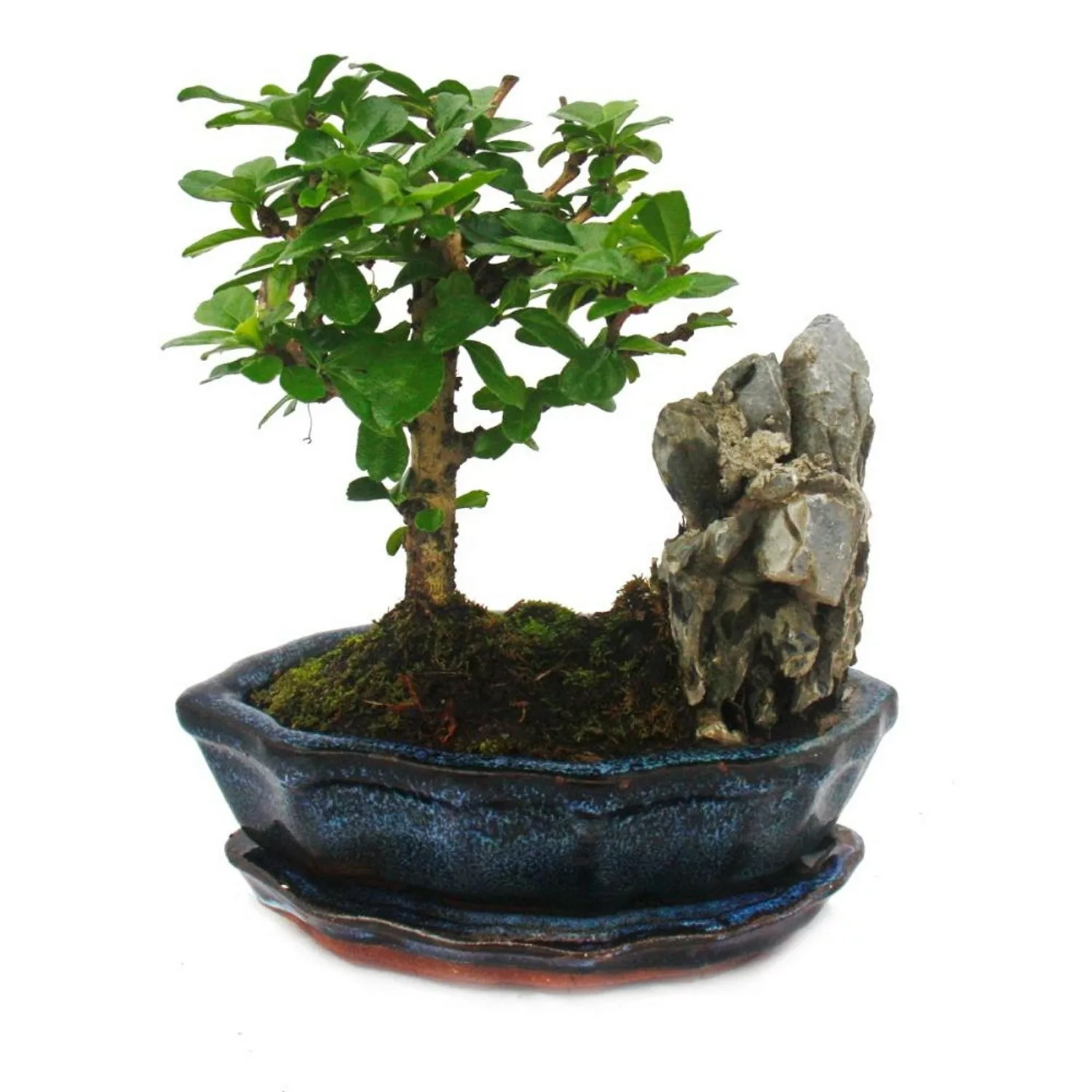 Exotenherz Bonsai Fukientee Carmona Microphylla Felslandschaft ca. 6 Jahre günstig online kaufen