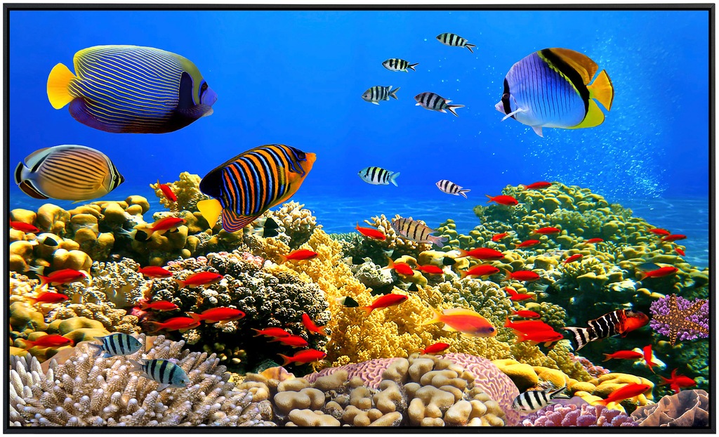Papermoon Infrarotheizung »Korallen Rotes Meer«, sehr angenehme Strahlungsw günstig online kaufen