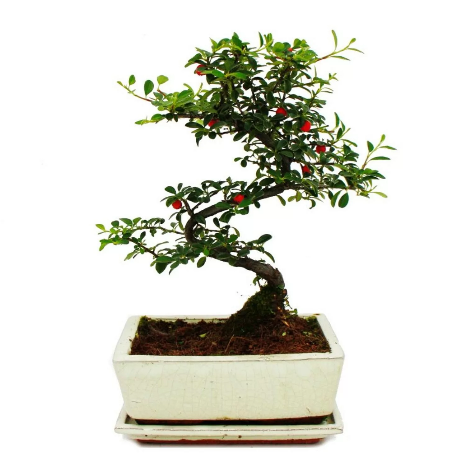 Exotenherz Bonsai Cotoneaster Zwergmispel ca. 5-7 Jahre incl. Untersetzer günstig online kaufen