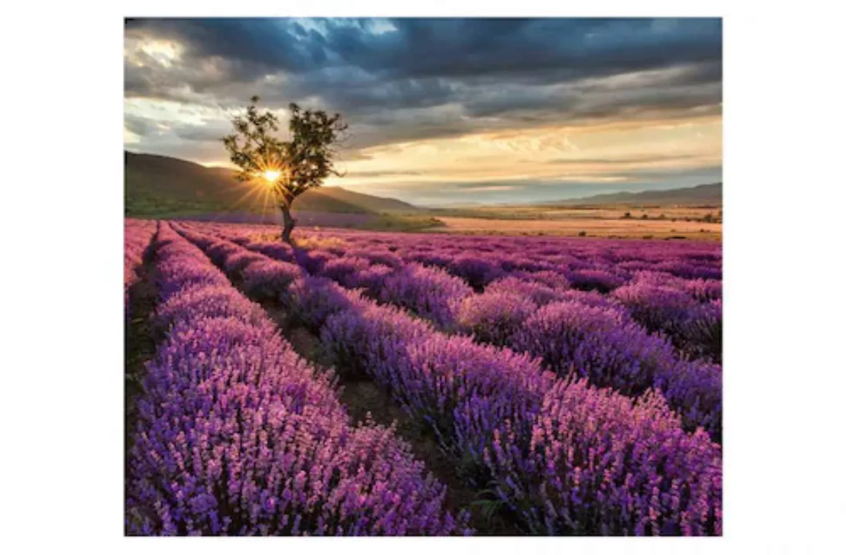 Wall-Art Herd-Abdeckplatte »Lavendel Blumen Sonnenaufgang«, (1 tlg.), moder günstig online kaufen