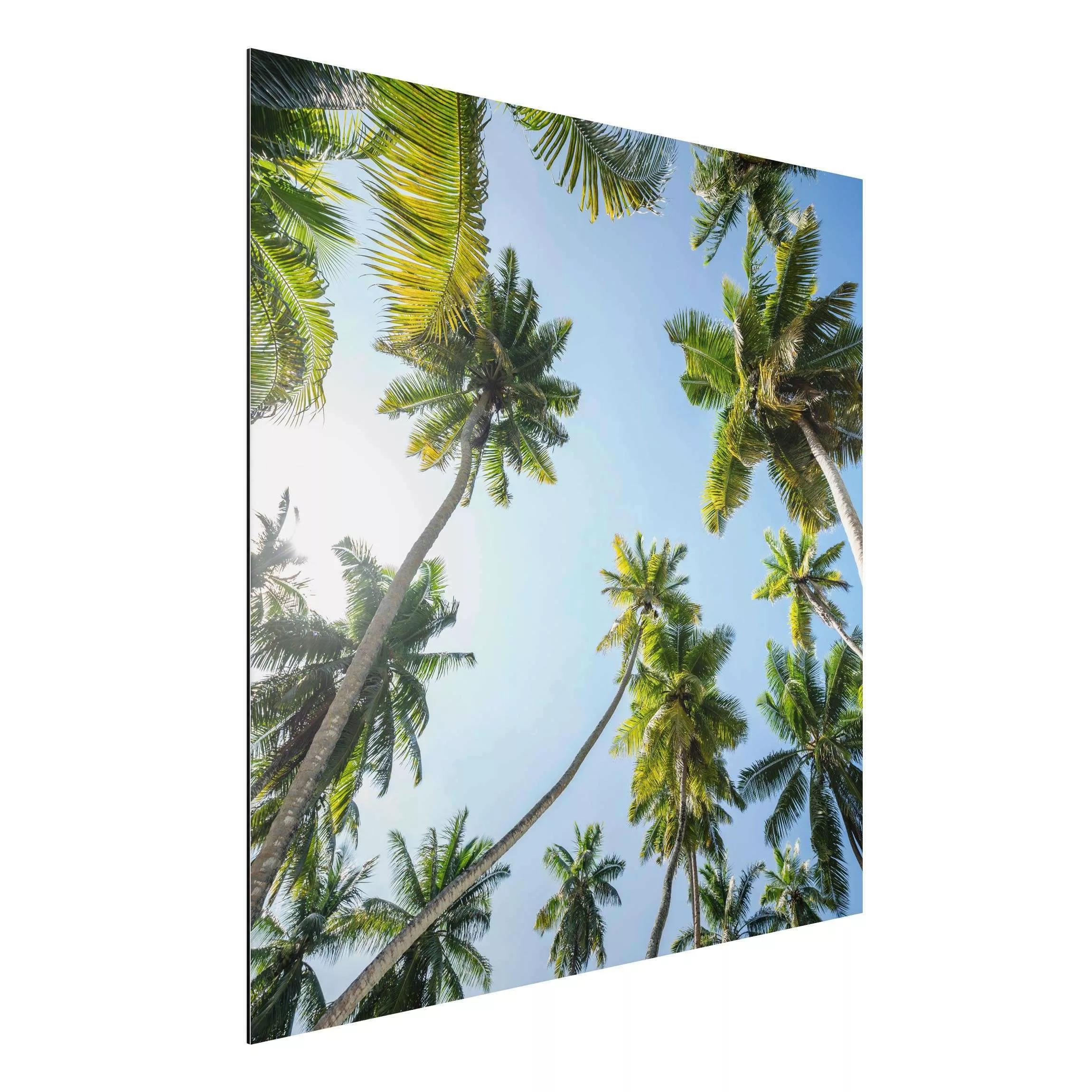 Alu-Dibond Bild Palmen Himmel günstig online kaufen