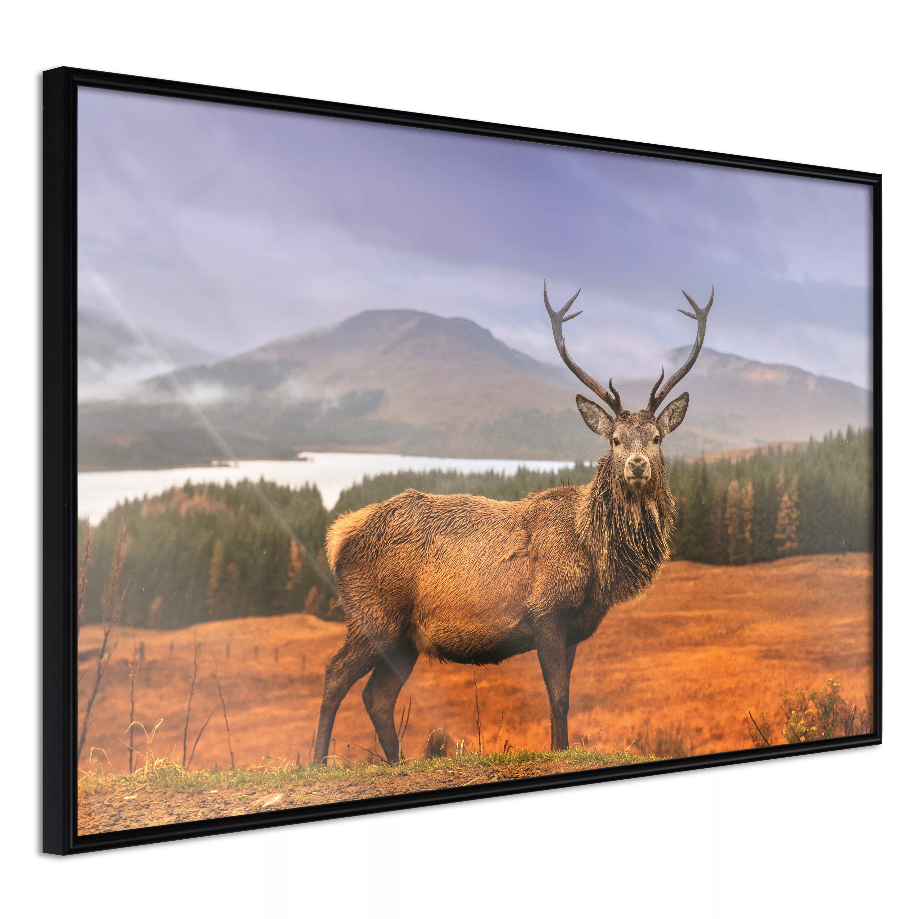 Poster - Majestic Deer günstig online kaufen