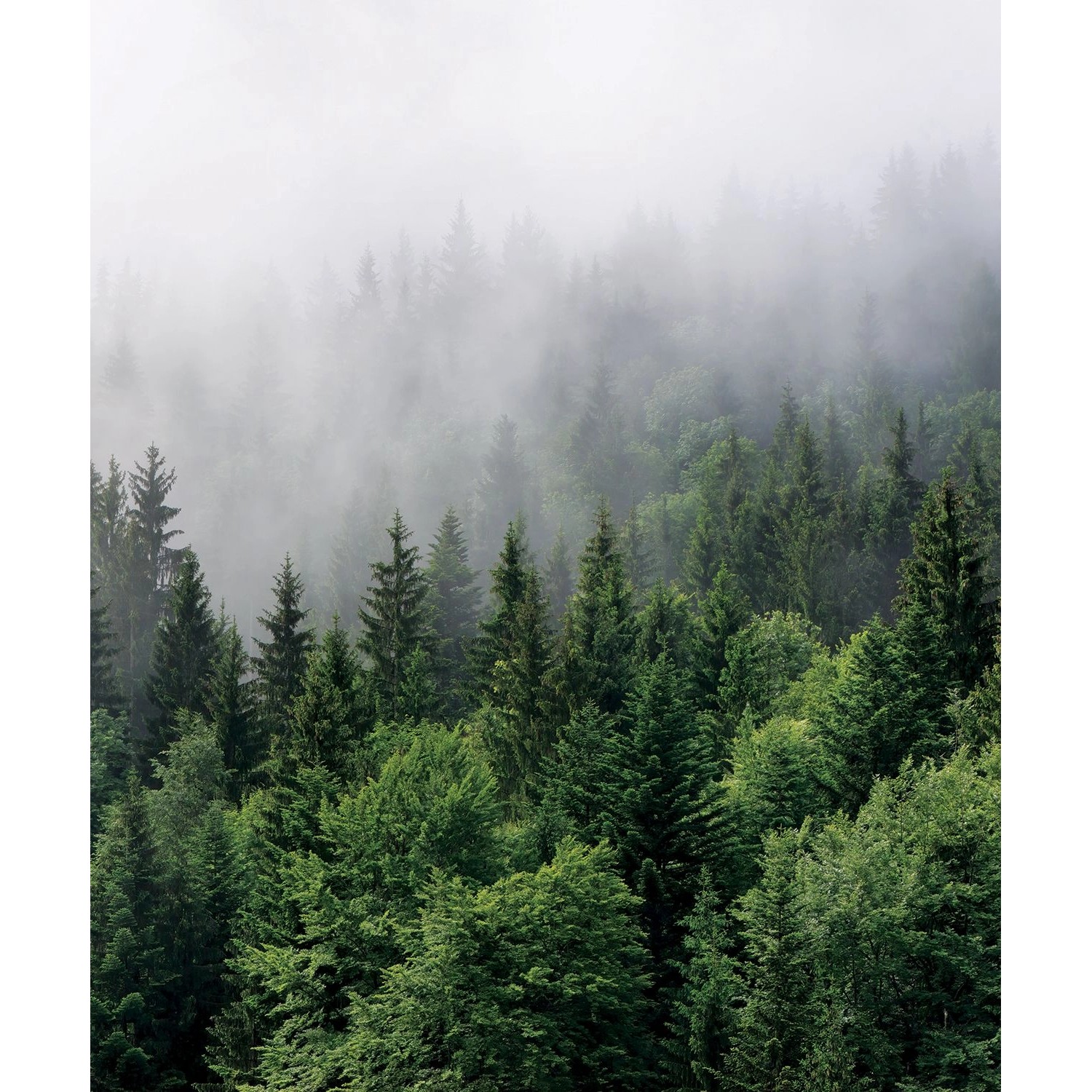 Sanders & Sanders Fototapete Berglandschaft Mit Bäumen Grün 2,25 x 2,7 m 60 günstig online kaufen