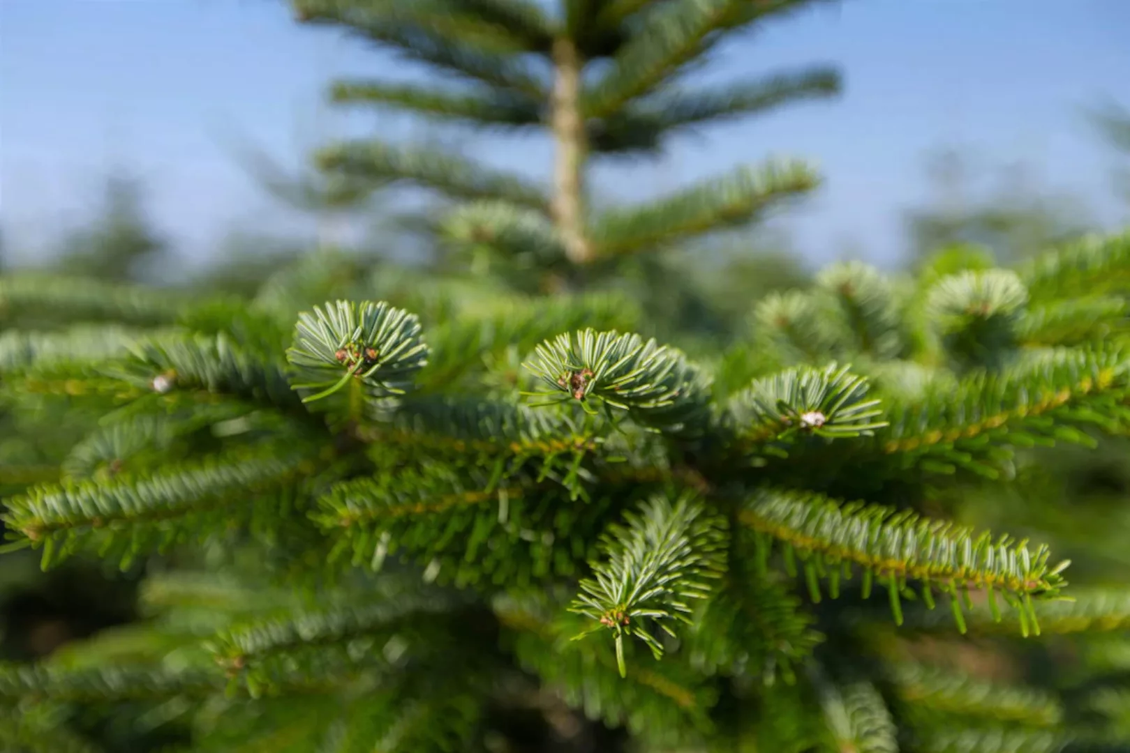 Weihnachtsbaumland Echter Weihnachtsbaum "Echte Nordmanntanne zum Einpflanz günstig online kaufen