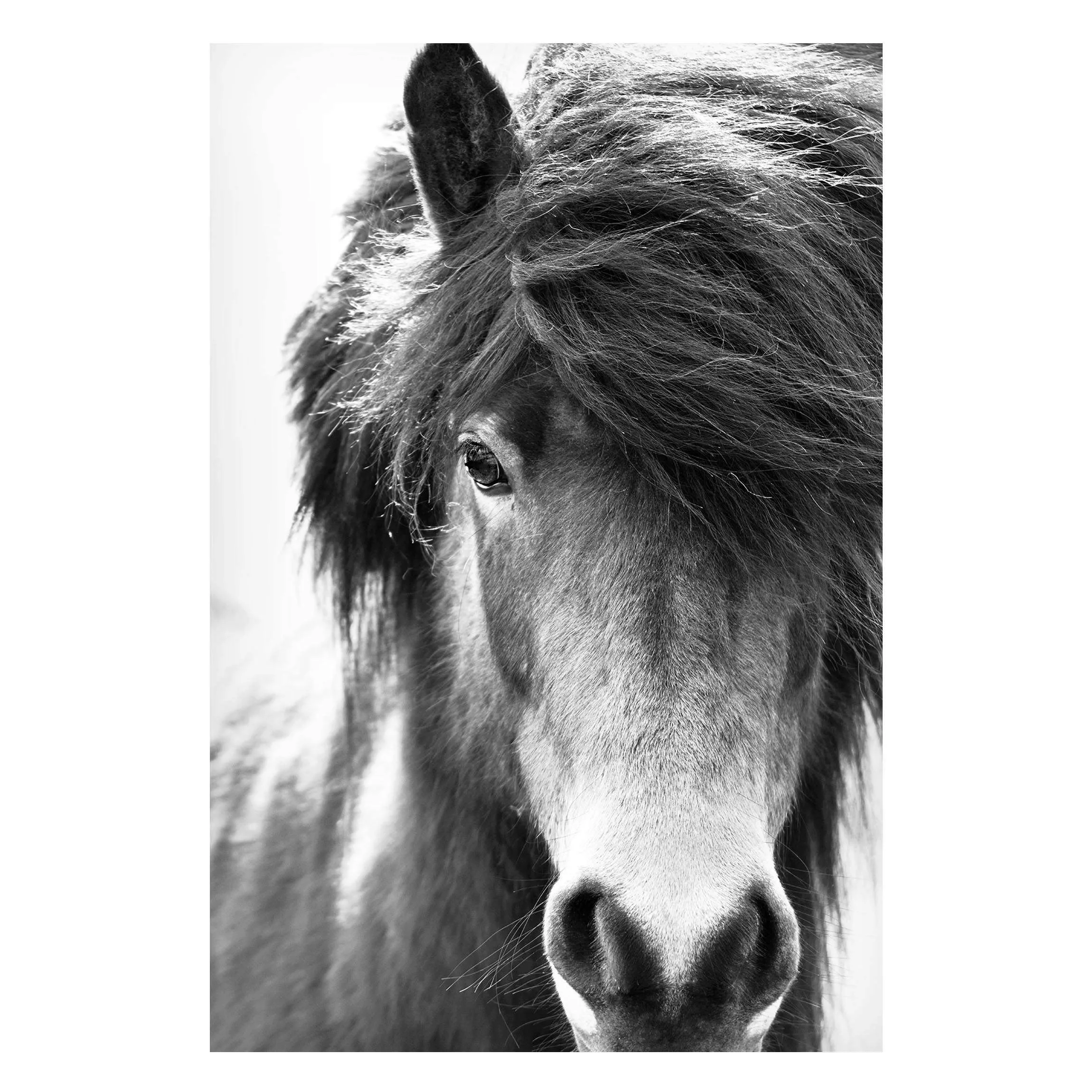 Magnettafel Island Pferd in Schwarz-weiß günstig online kaufen