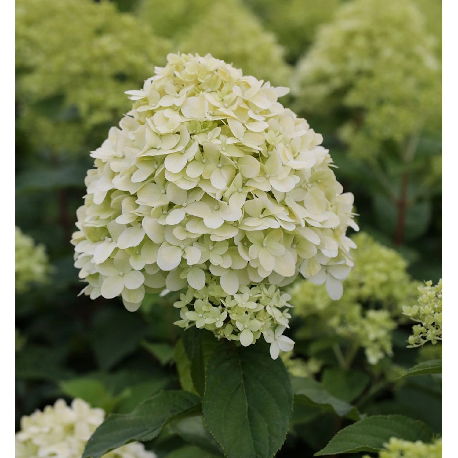 Hochstamm Rispenhortensie Limelight 80-100cm - Hydrangea paniculata günstig online kaufen