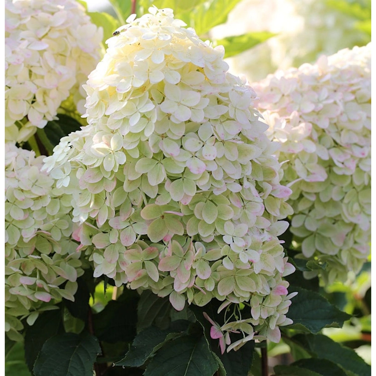 Rispenhortensie Phantom 80-100cm - Hydrangea paniculata günstig online kaufen