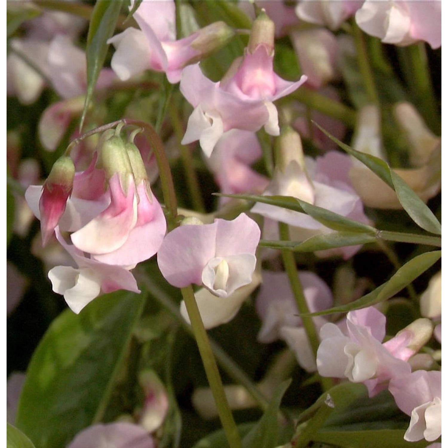 Wald Wicke Alboroseus - Lathyrus vernus günstig online kaufen