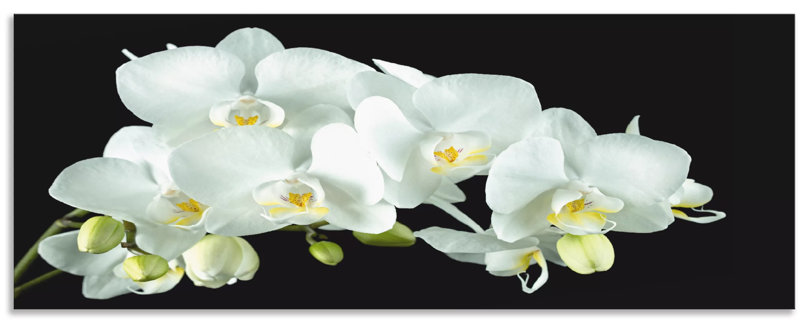 Artland Küchenrückwand "Weiße Orchidee auf schwarzem Hintergrund", (1 tlg.) günstig online kaufen