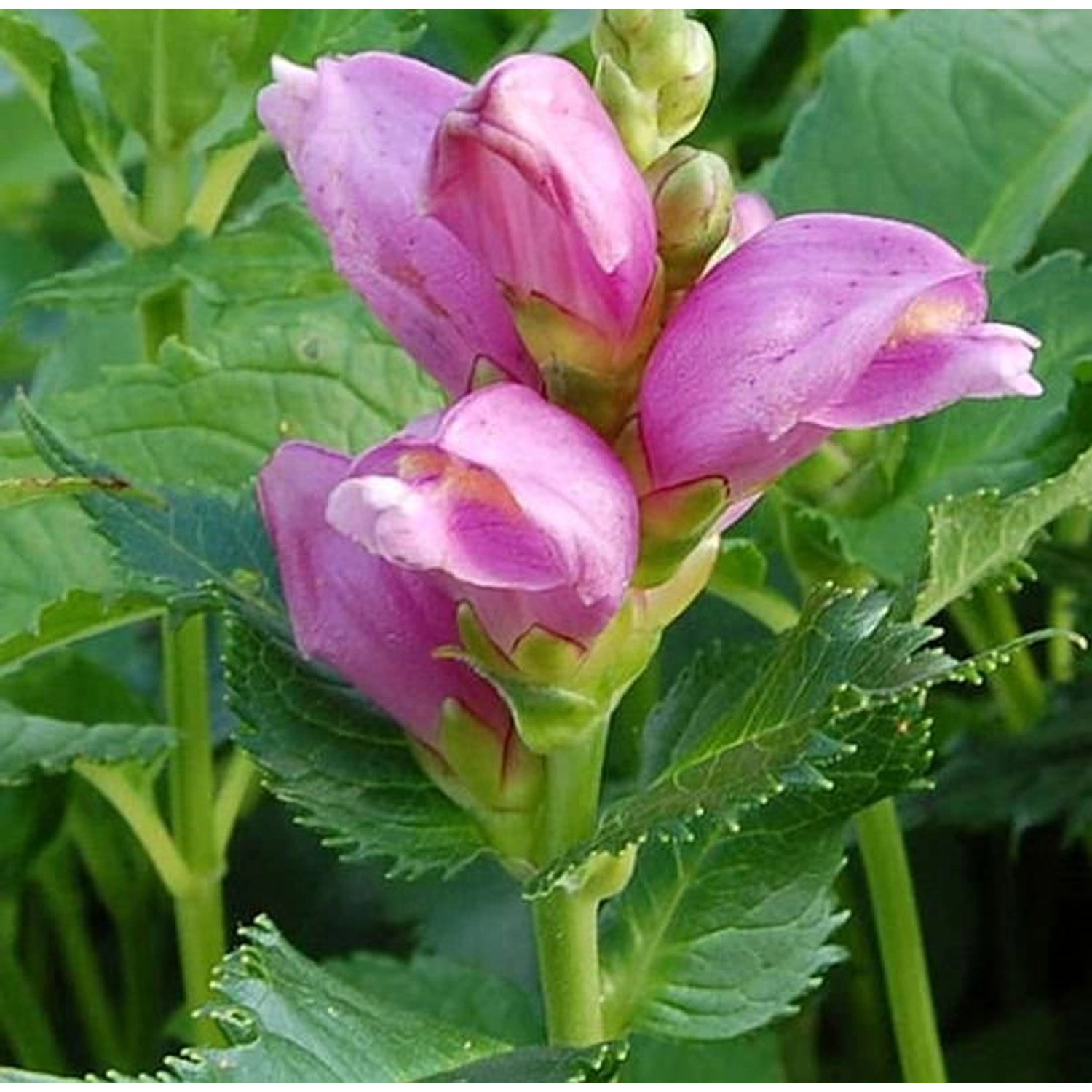 Schildblume - Chelone obliqua günstig online kaufen