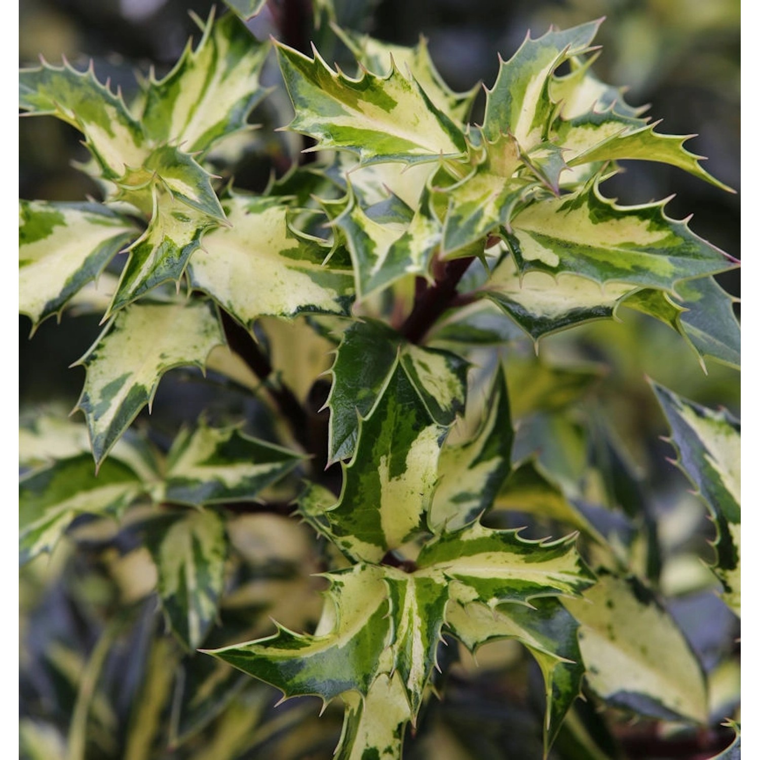 Alaska Stechpalme Ilex White Cream 80-100cm - Ilex aquifolium günstig online kaufen