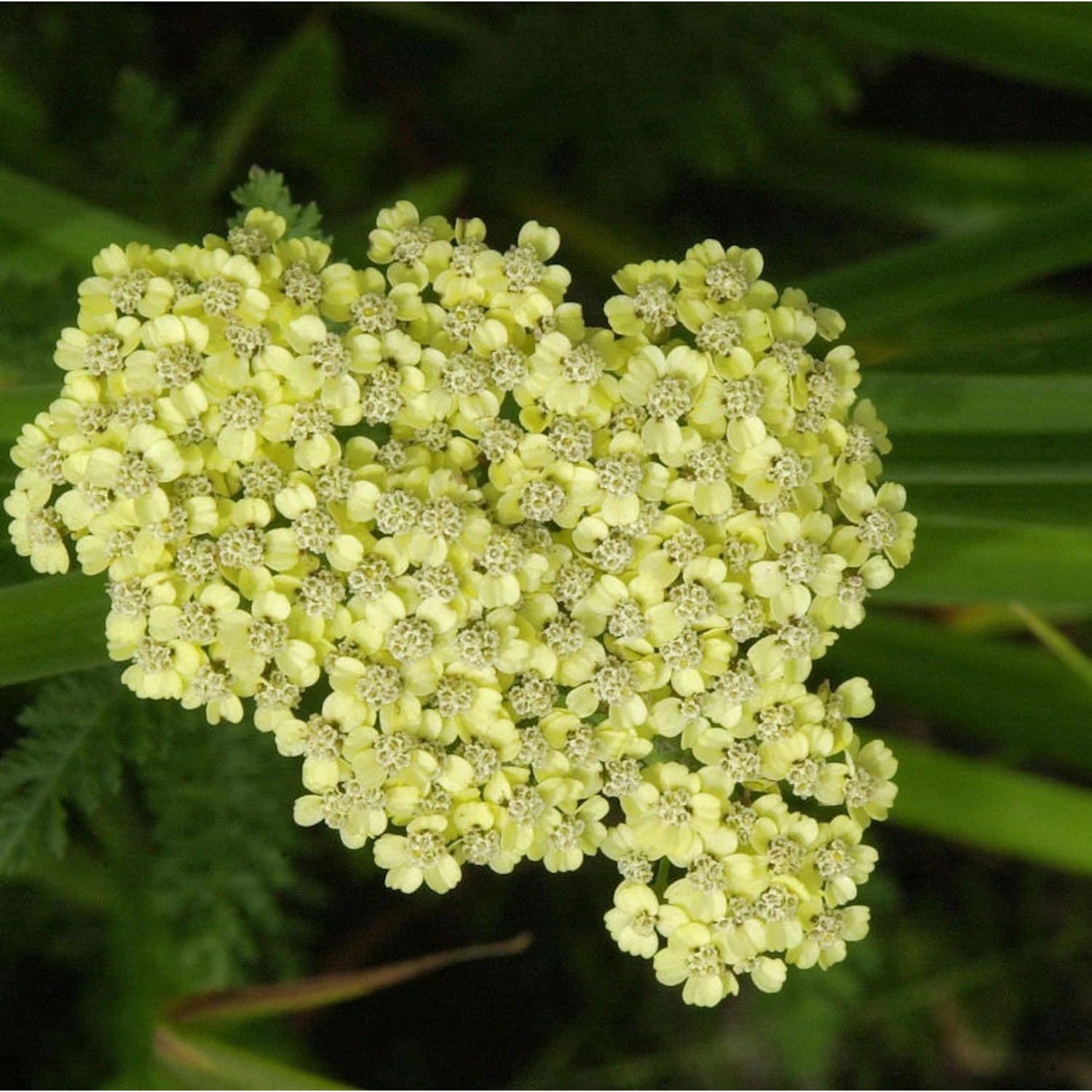 Goldquirl Garbe Schwellenburg - Achillea clypeolata günstig online kaufen