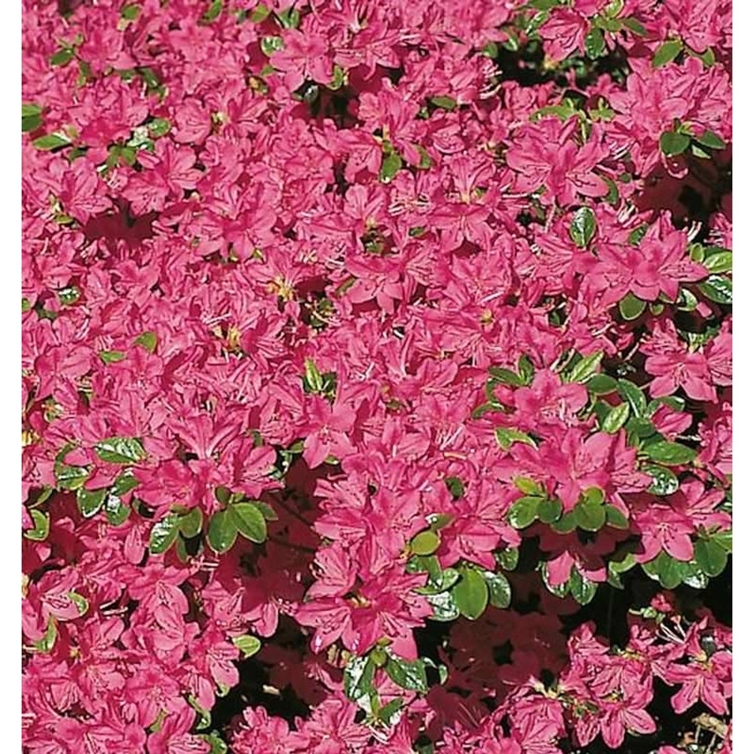 Japanische Azalee Kermesina 30-40cm - Rhododendron obtusum - Zwerg Alpenros günstig online kaufen