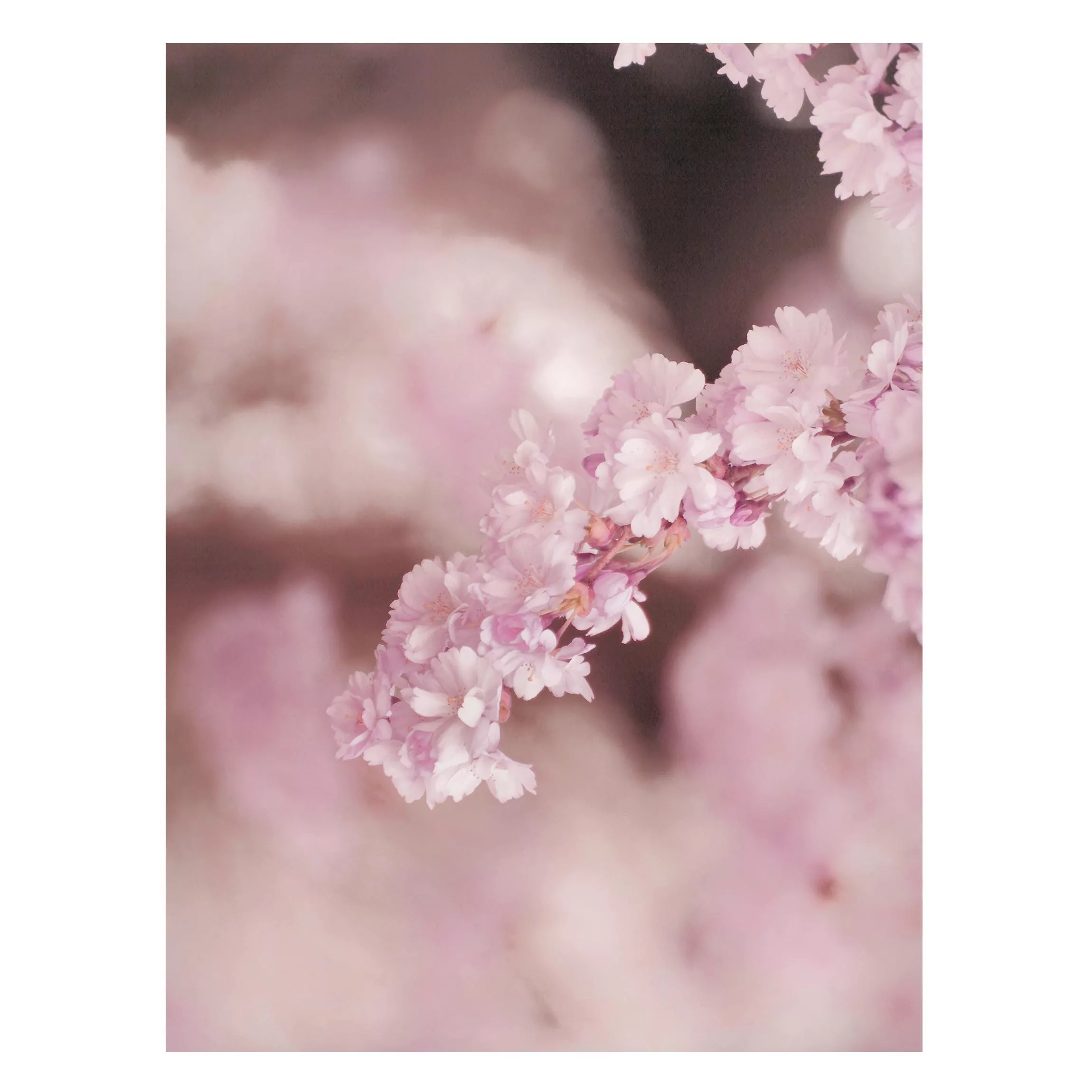 Magnettafel Kirschblüte im Violetten Licht günstig online kaufen