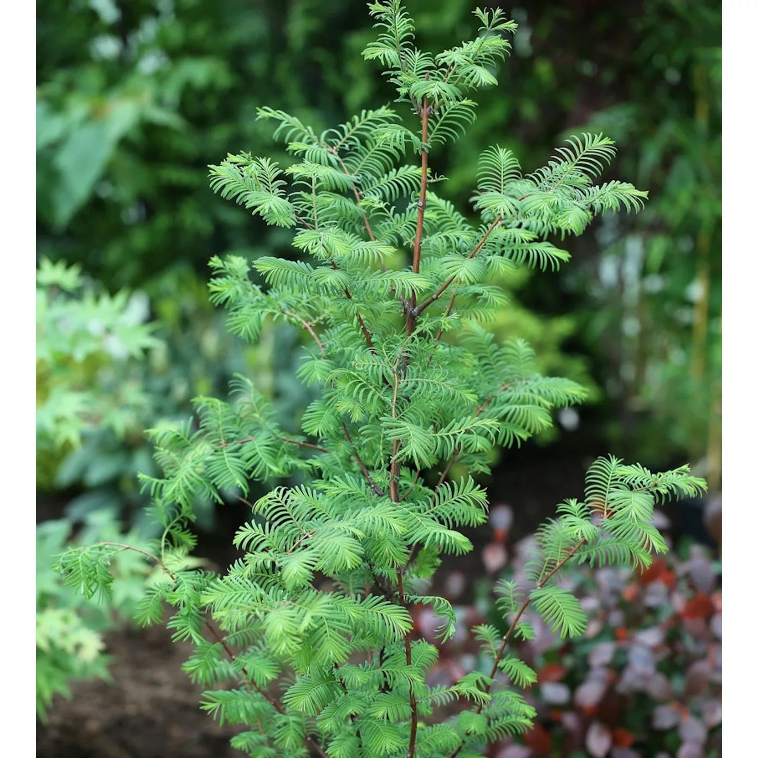 Urweltmammutbaum Chinesisches Rotholz 60-80cm - Metasequoia glyptostroboide günstig online kaufen