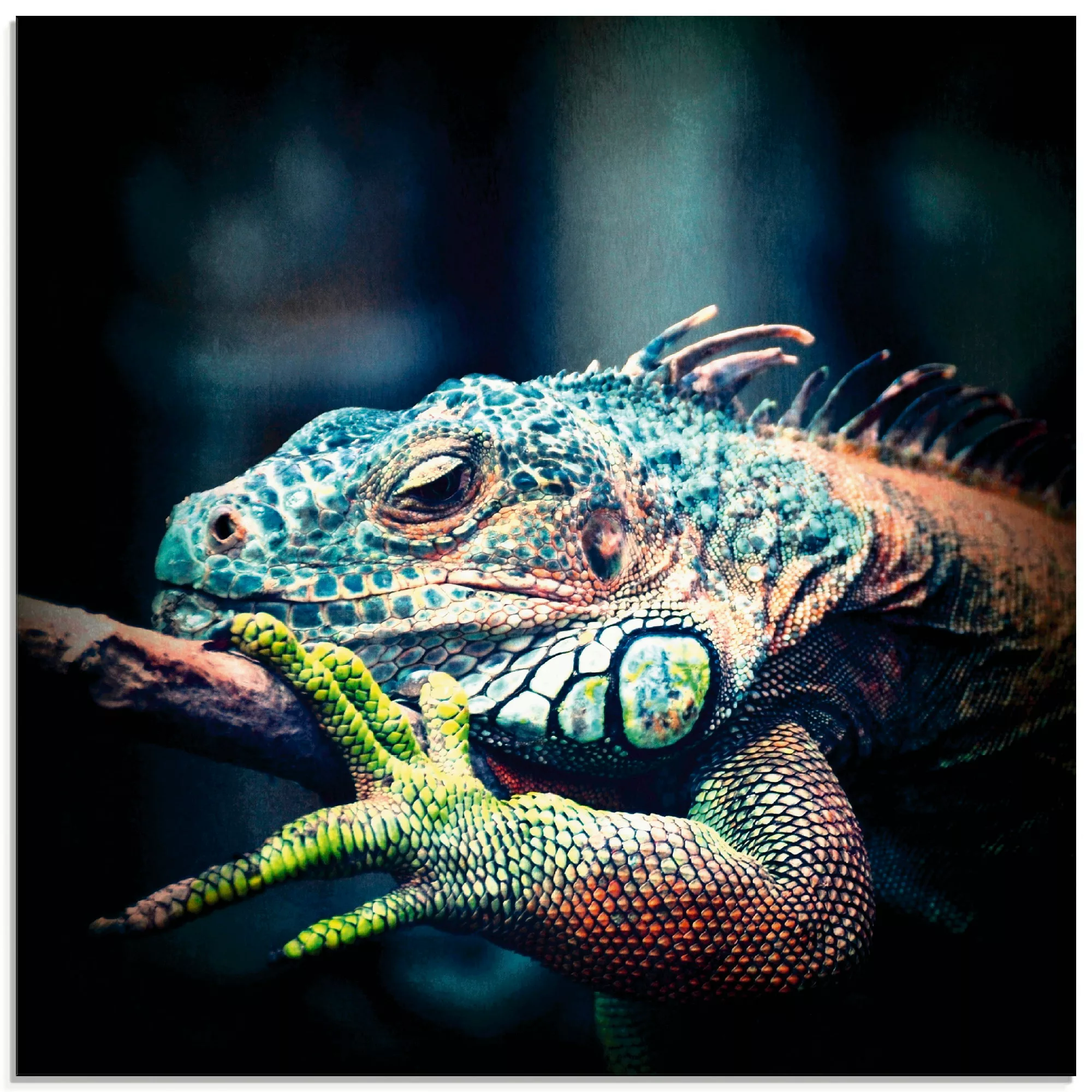 Artland Glasbild "Leguan", Reptilien, (1 St.) günstig online kaufen