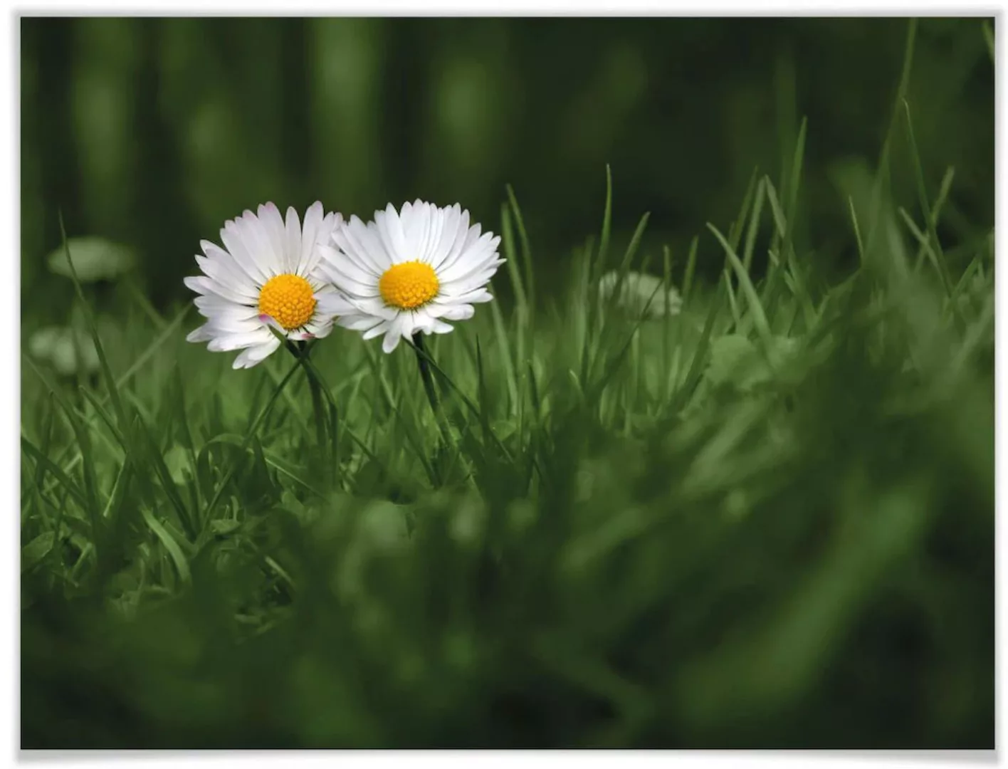 Wall-Art Poster "Blumen Zwei Gänseblümchen", Blumen, (1 St.), Poster ohne B günstig online kaufen