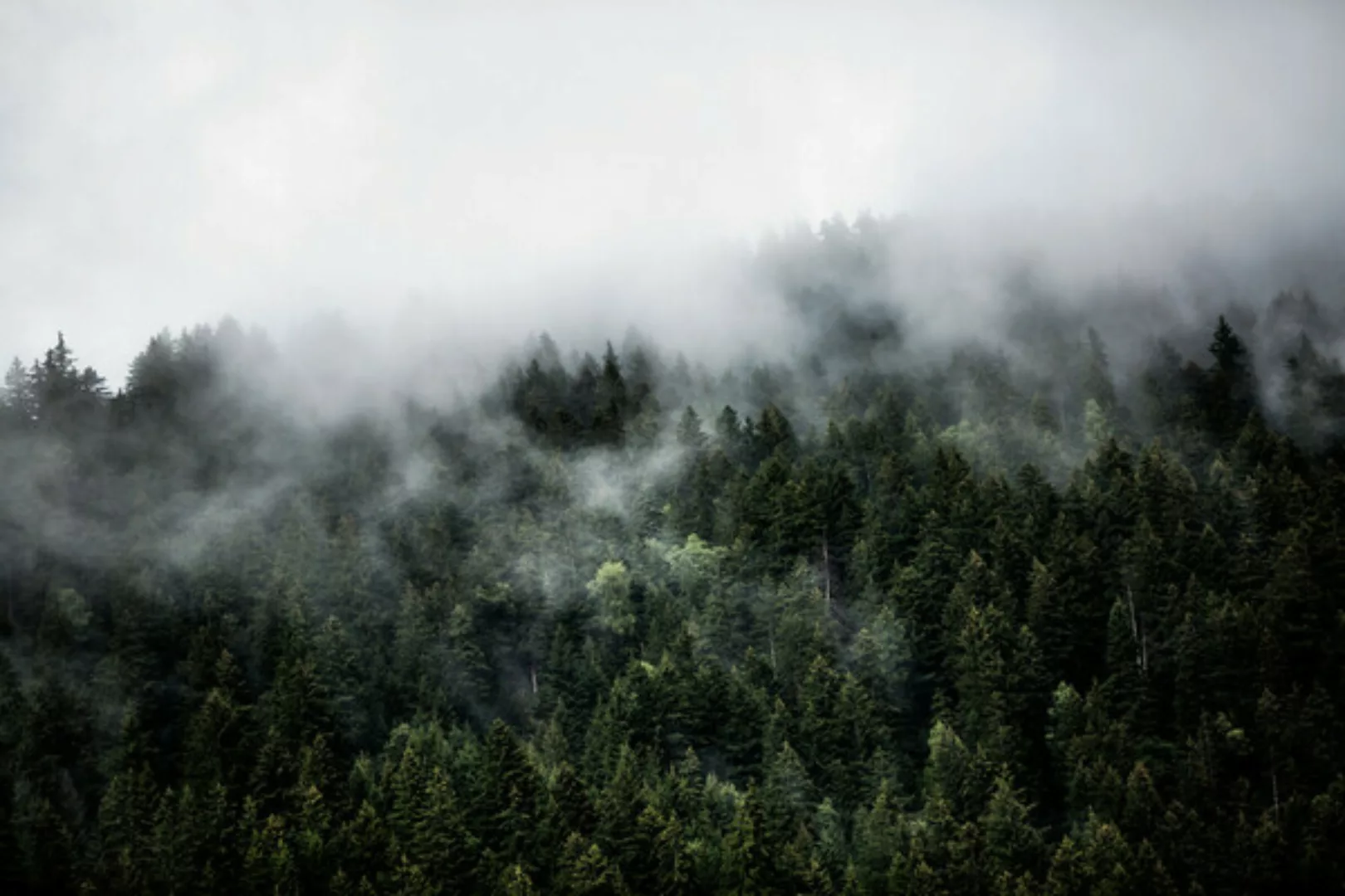 Poster / Leinwandbild - Foggy Woods 5 günstig online kaufen