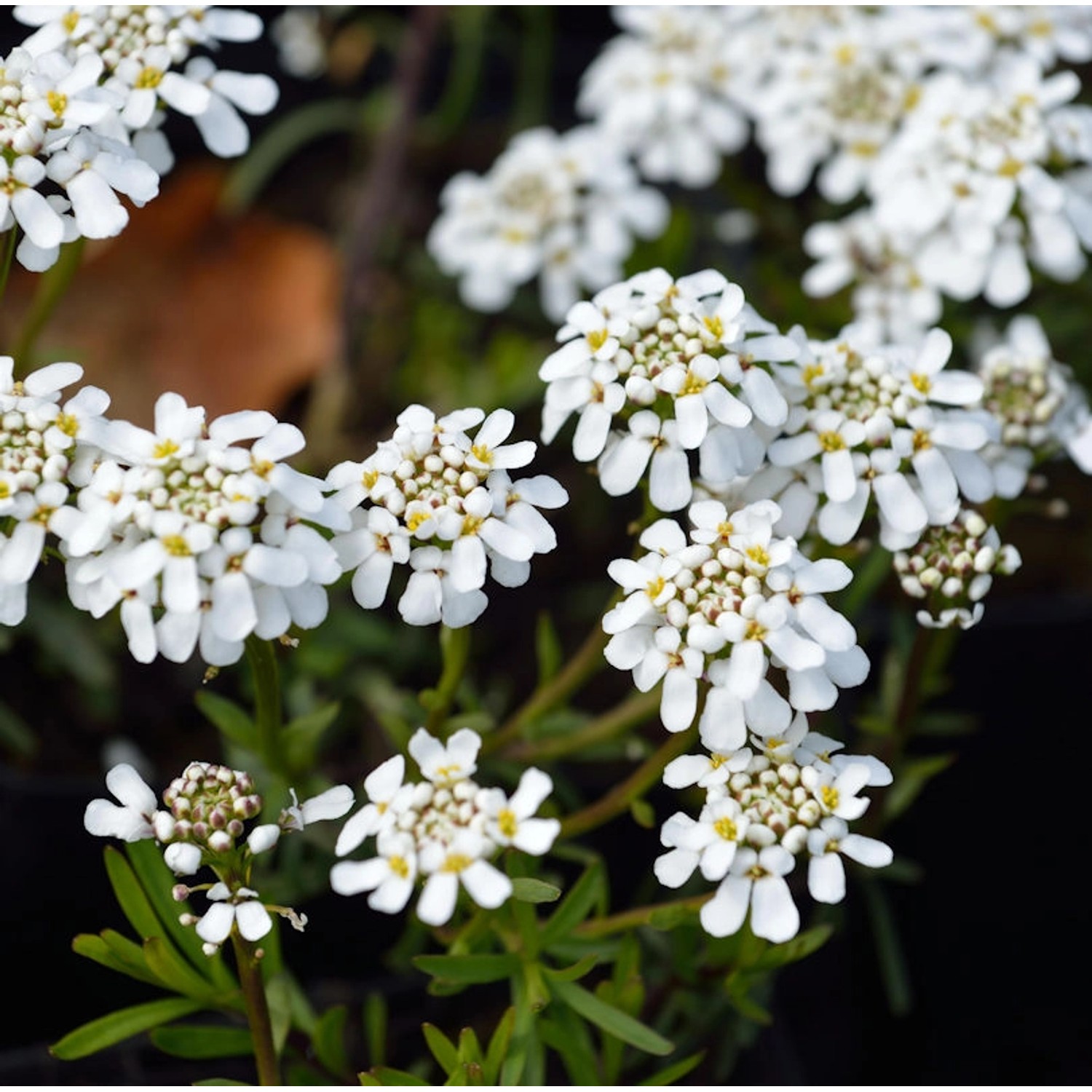 Schleifenblume Weißer Zwerg - Iberis sempervirens günstig online kaufen