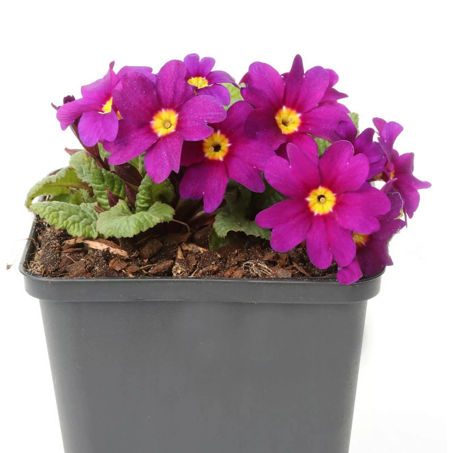 Teppich Primel Perle von Bottrop - Primula pruhoniciana günstig online kaufen