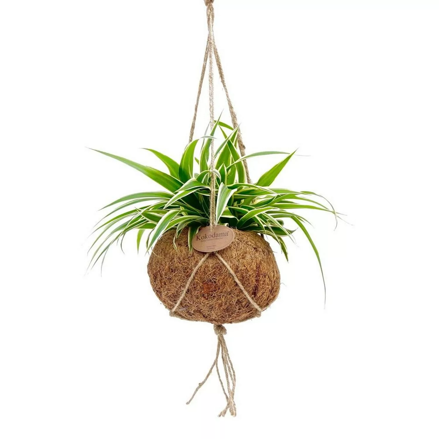 Exotenherz Kokodama Chlorophytum im Kokodamagefäß zum Hängen Grünlilie ca. günstig online kaufen