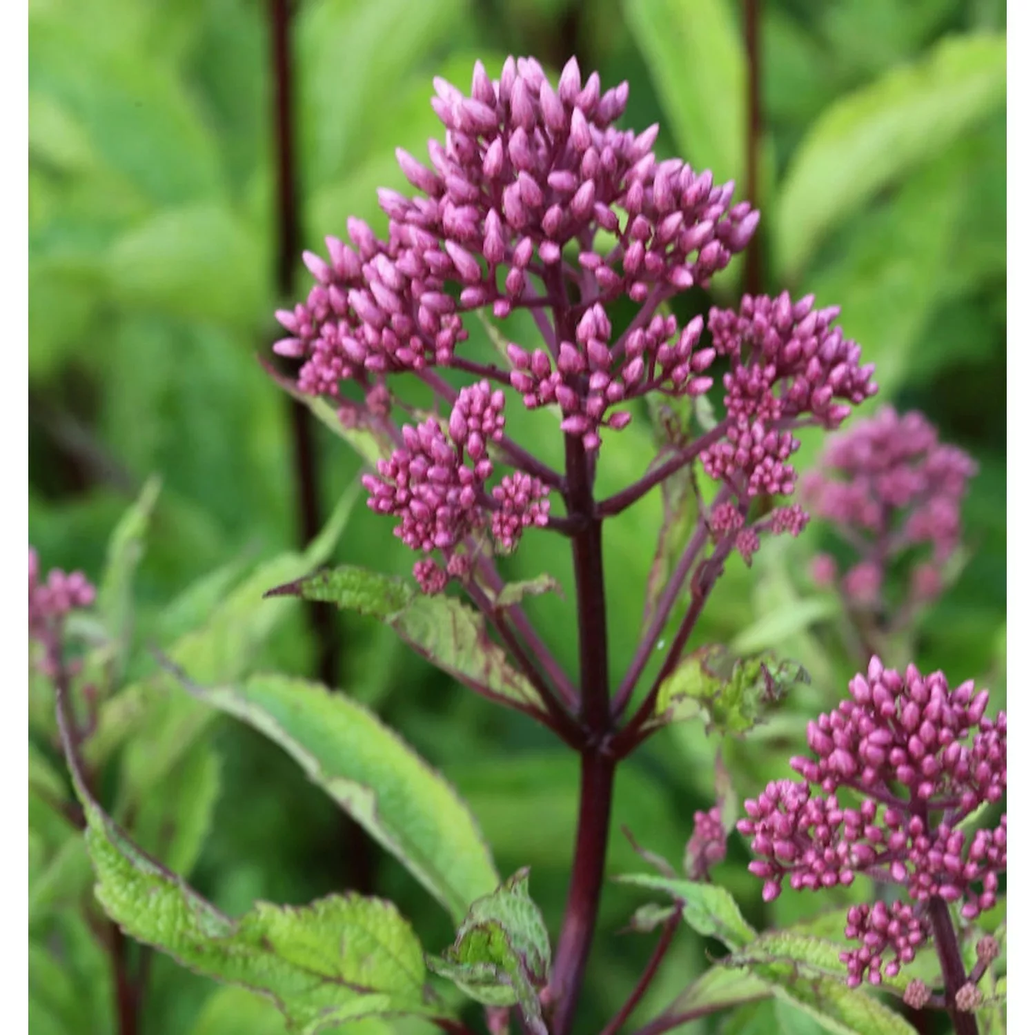 Wasserdost Purple Bush - Eupatorium fistulosum günstig online kaufen