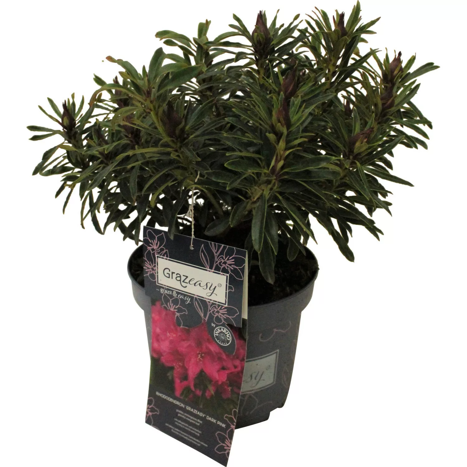 Rhododendron Dunkelrosa Topf-Ø ca. 23 cm Rhododendron inkarho grazeasy Dark günstig online kaufen