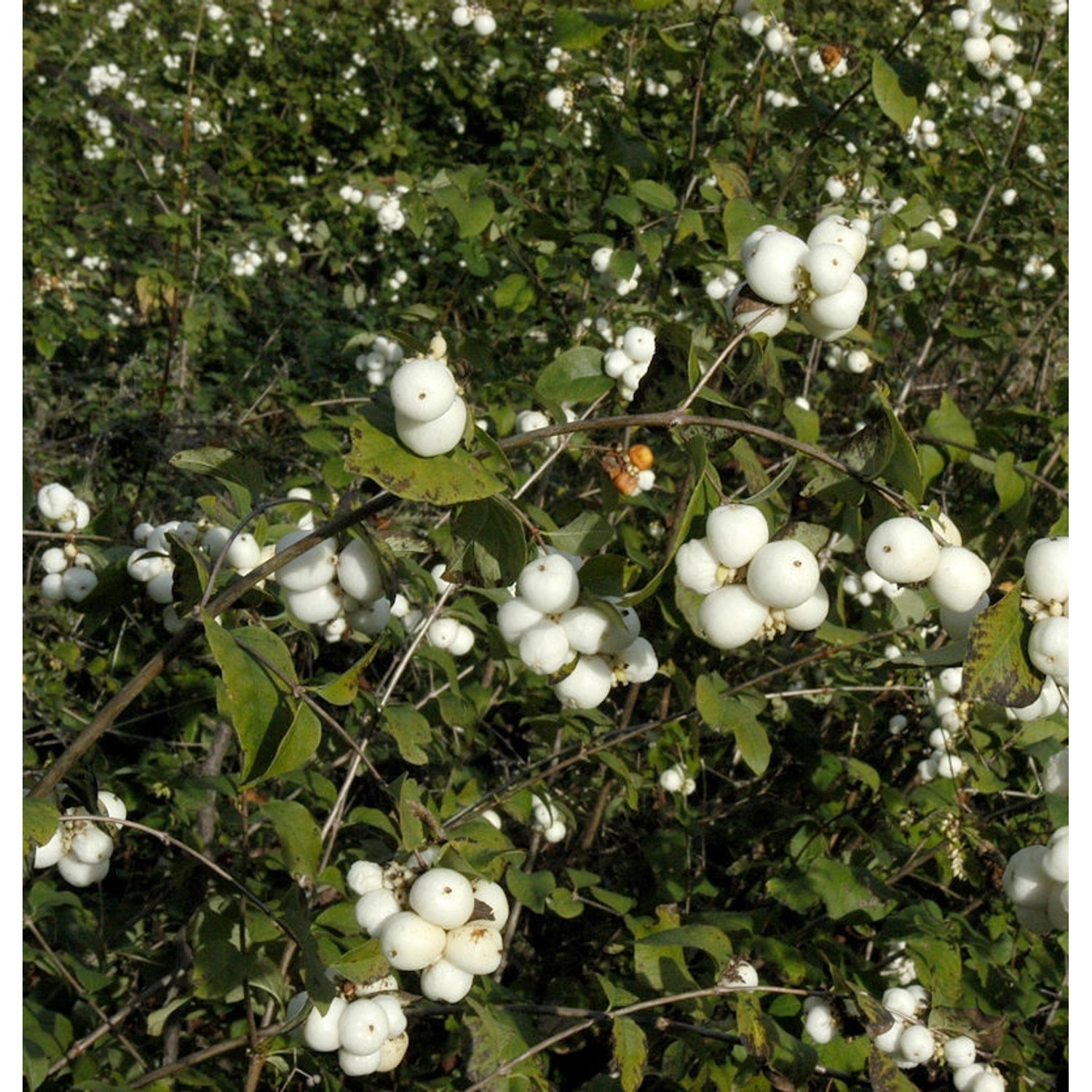 Weiße Schneebeere 60-80cm - Symphoricarpos albus günstig online kaufen