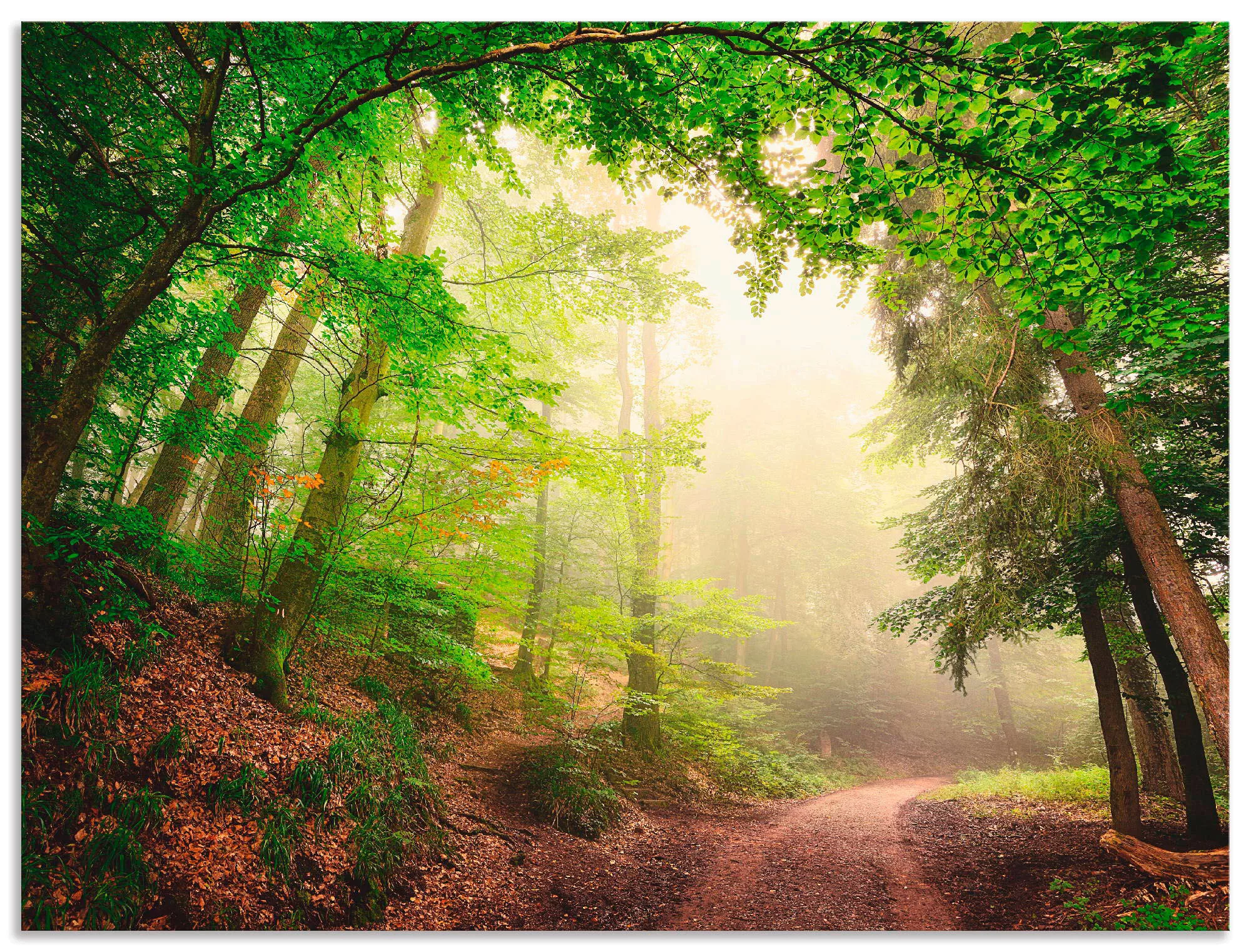 Artland Wandbild "Natürliche Torbögen durch Bäume", Wald, (1 St.), als Alub günstig online kaufen