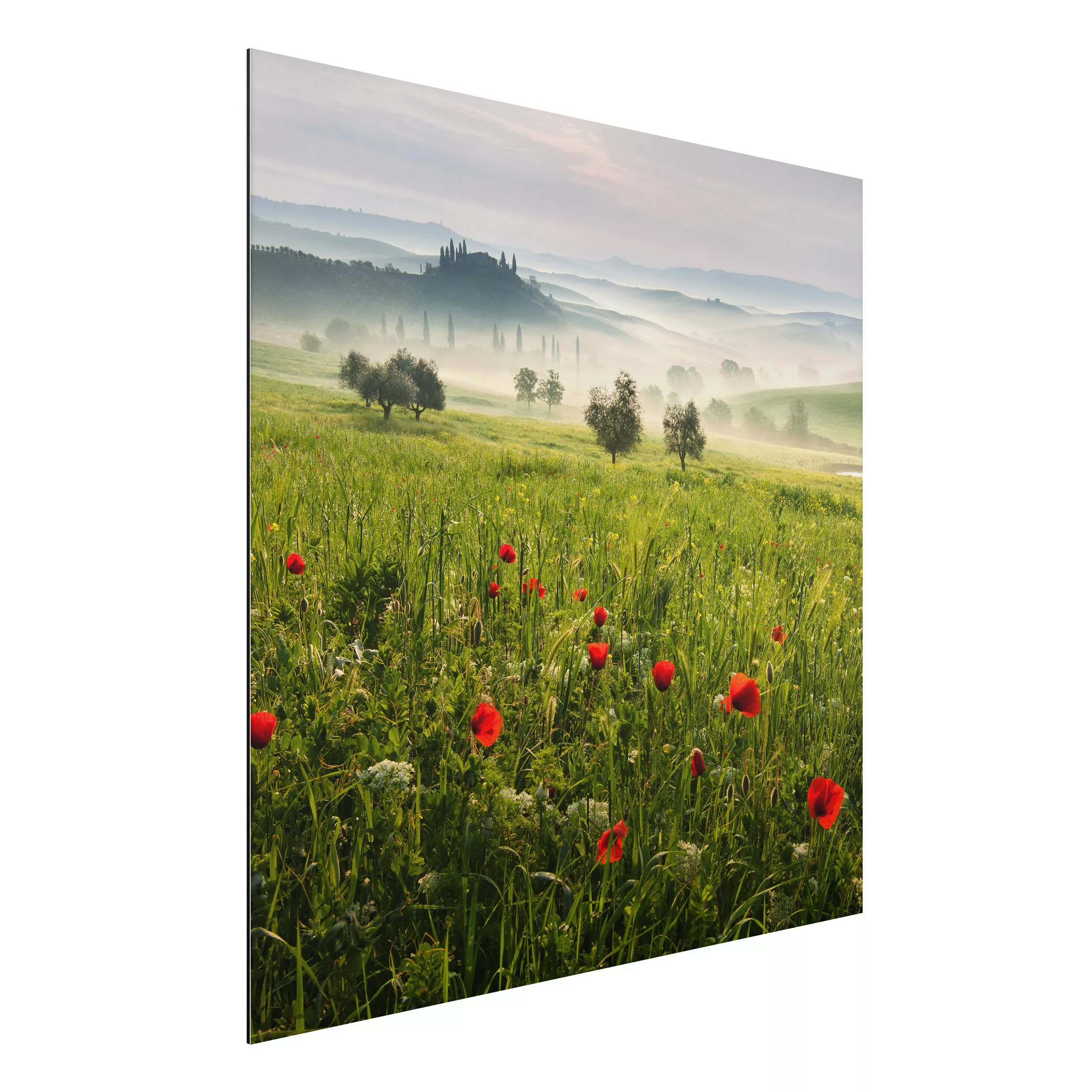 Alu-Dibond Bild Natur & Landschaft - Quadrat Toskana Frühling günstig online kaufen