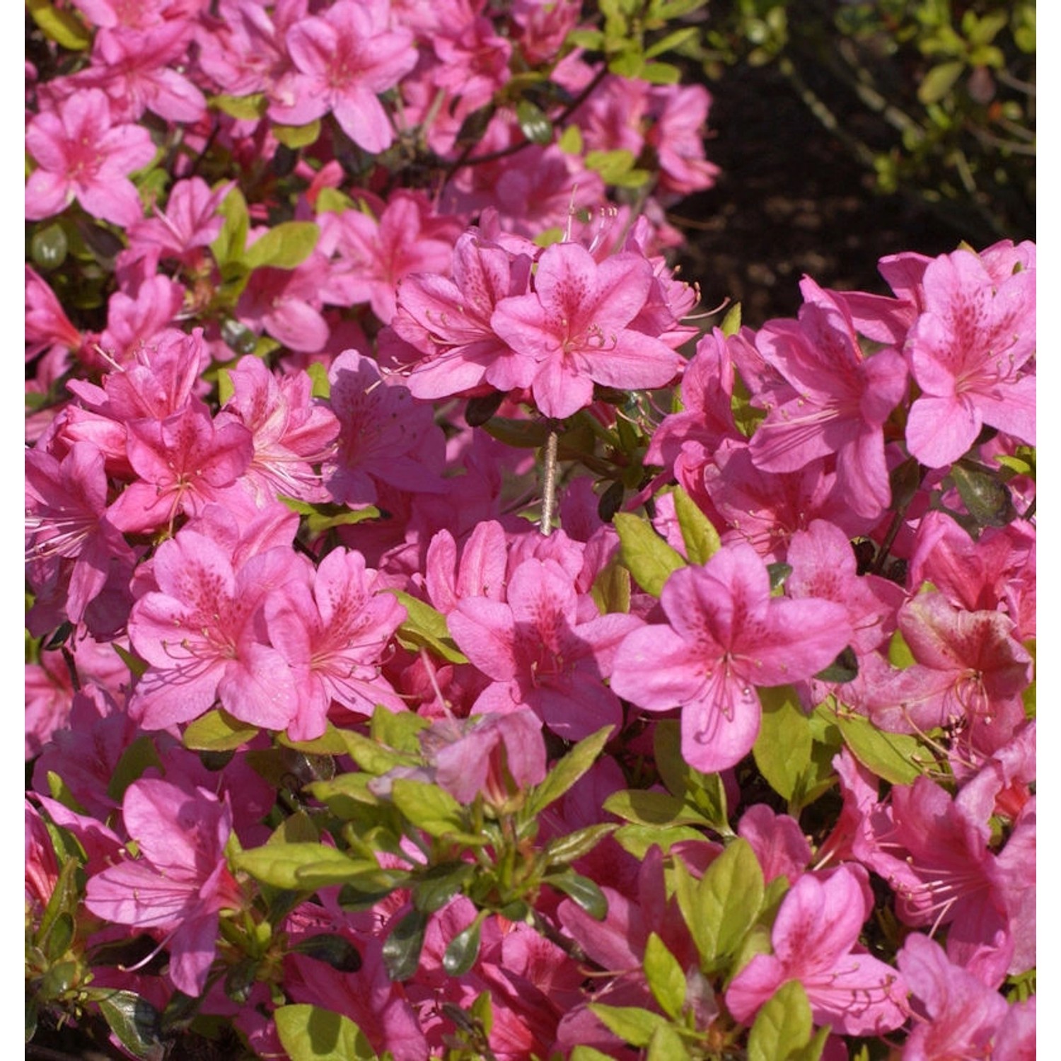 Japanische Azalee Rosalind 30-40cm - Rhododendron obtusum - Zwerg Alpenrose günstig online kaufen